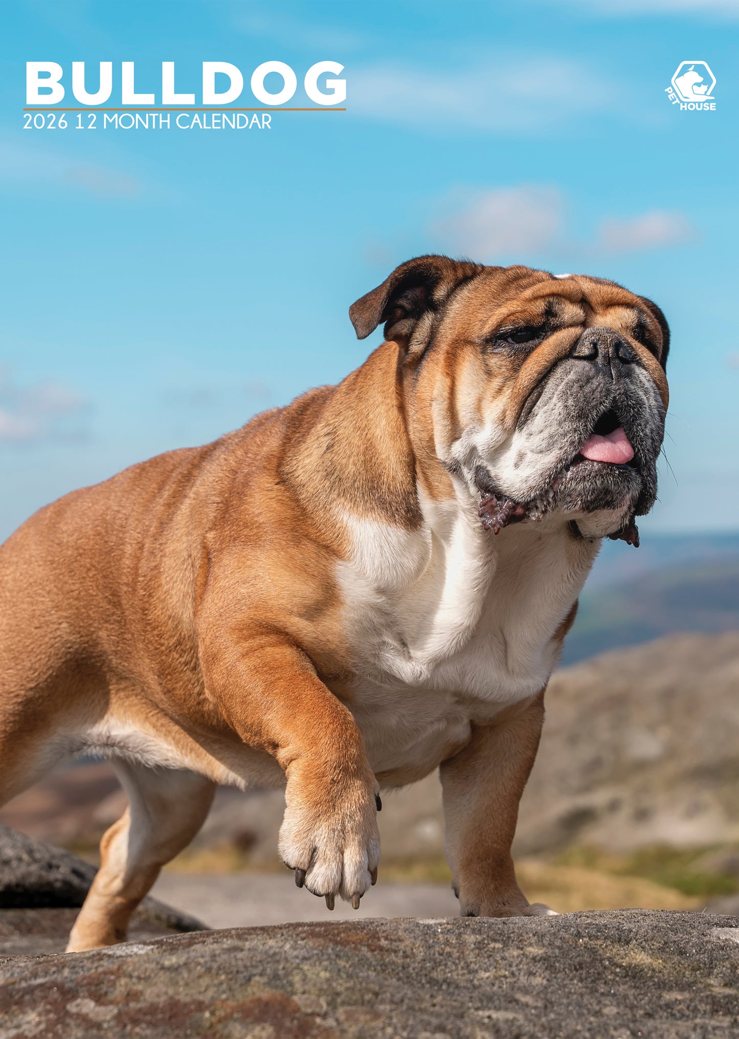 Bulldog Calendar 2026 – A Year of Charm, Courage, and Canine Love