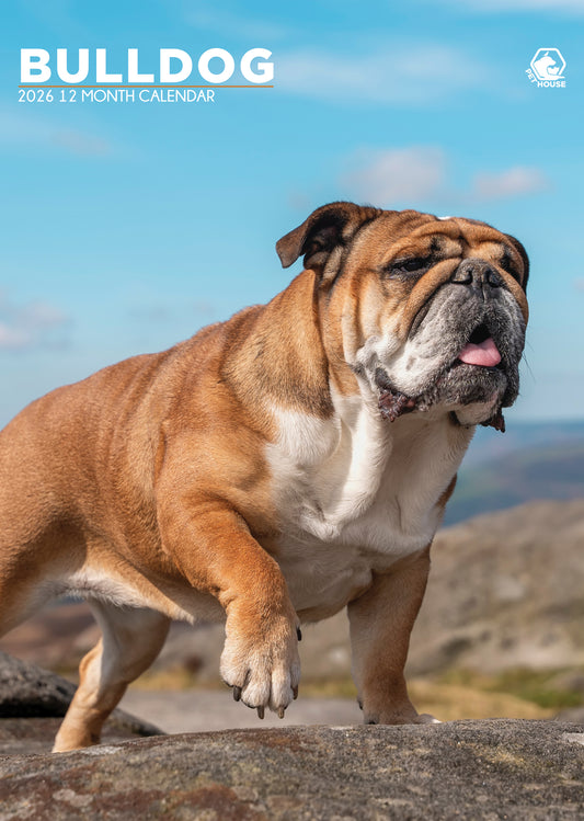 Bulldog Calendar 2026 – A Year of Charm, Courage, and Canine Love