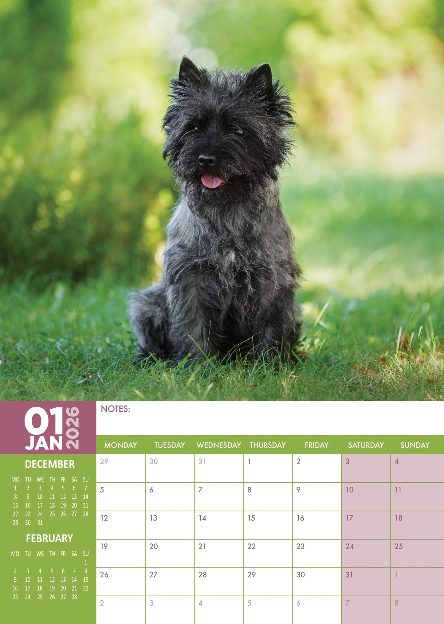 Cairn Terrier Calendar 2026 – A Year of Terrier Spirit and Charm