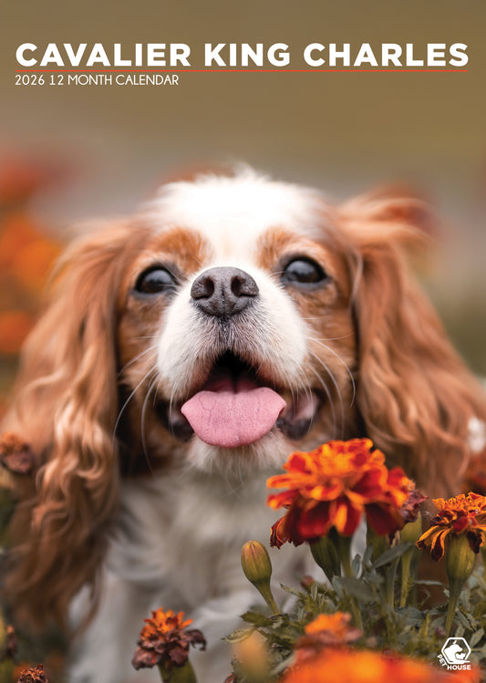 Cavalier King Charles Calendar 2026 – A Year with the Elegant Companion Dog