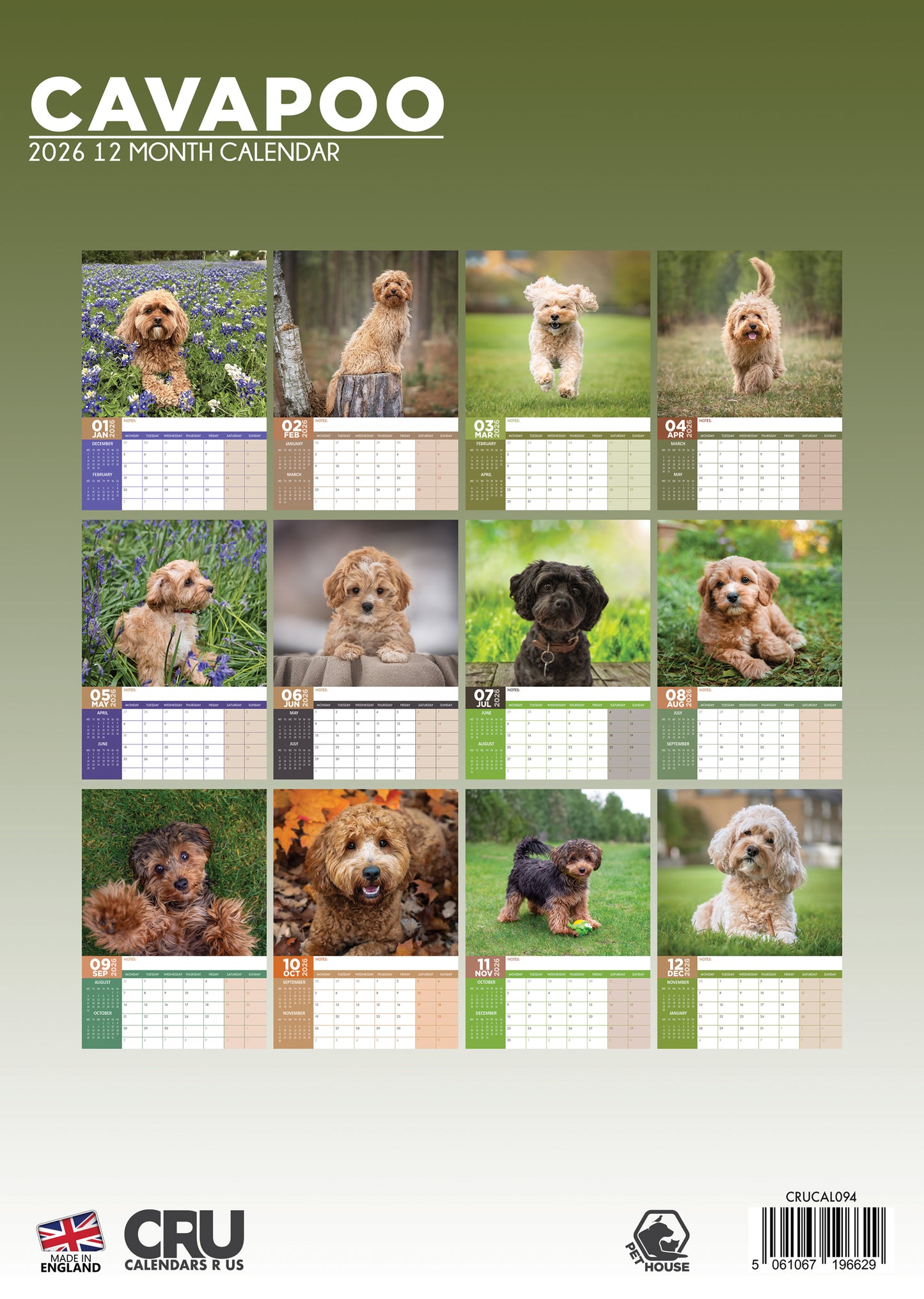 Cavapoo Calendar 2026 – A Year of Fluffy Charm and Playful Personality