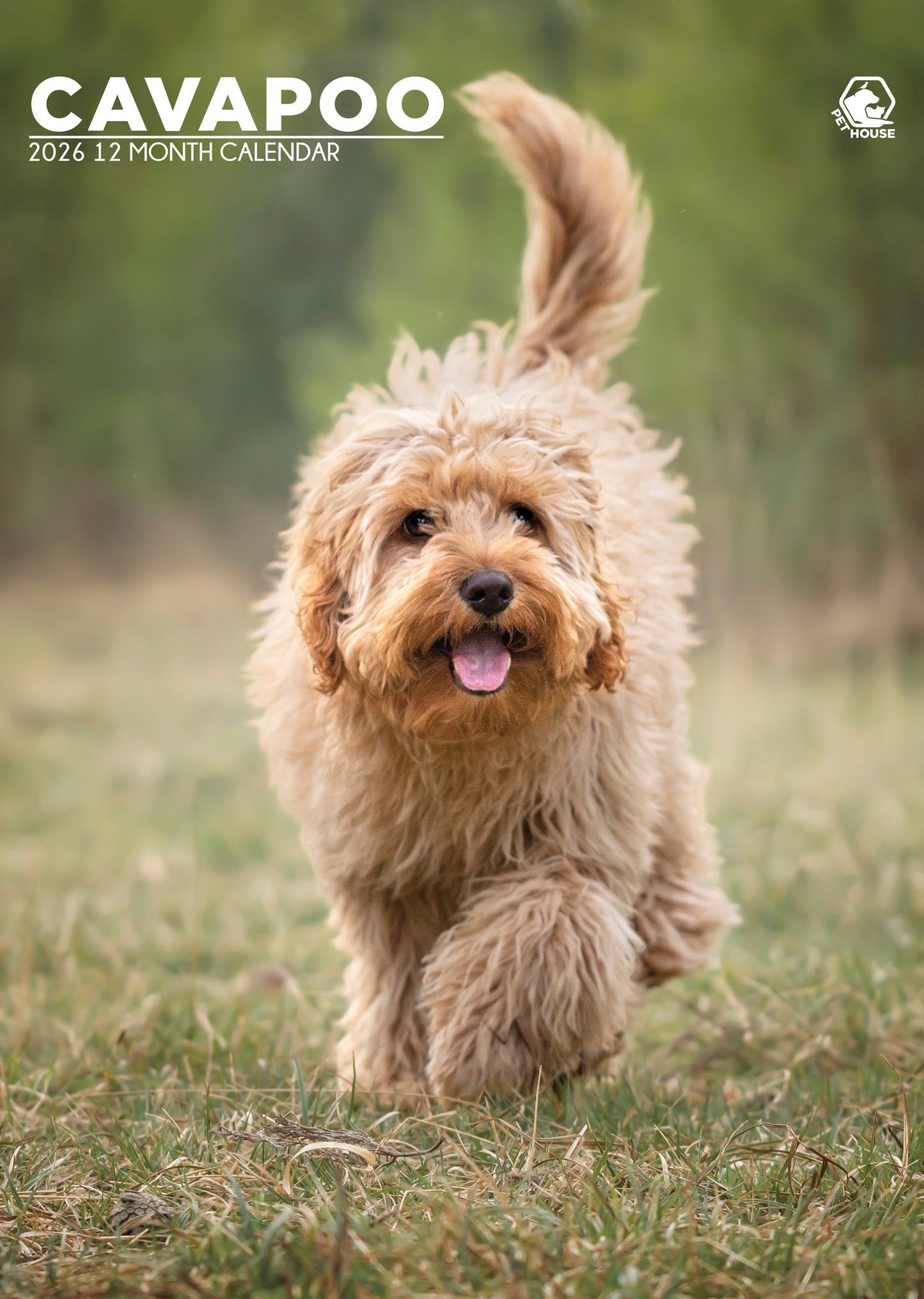 Cavapoo Calendar 2026 – A Year of Fluffy Charm and Playful Personality