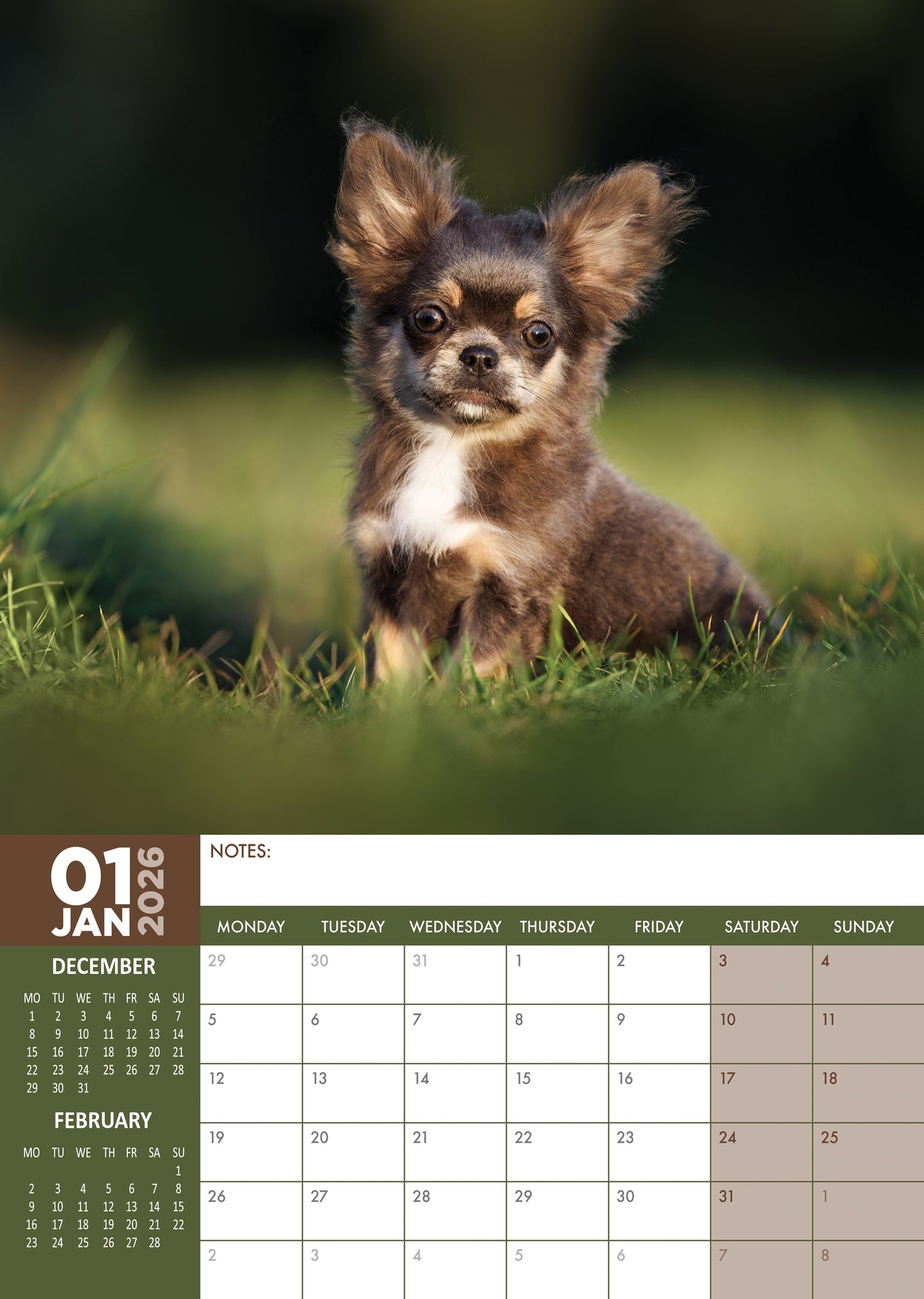 Chihuahua Calendar 2026 – Celebrate a Year with These Big-Personality Pups
