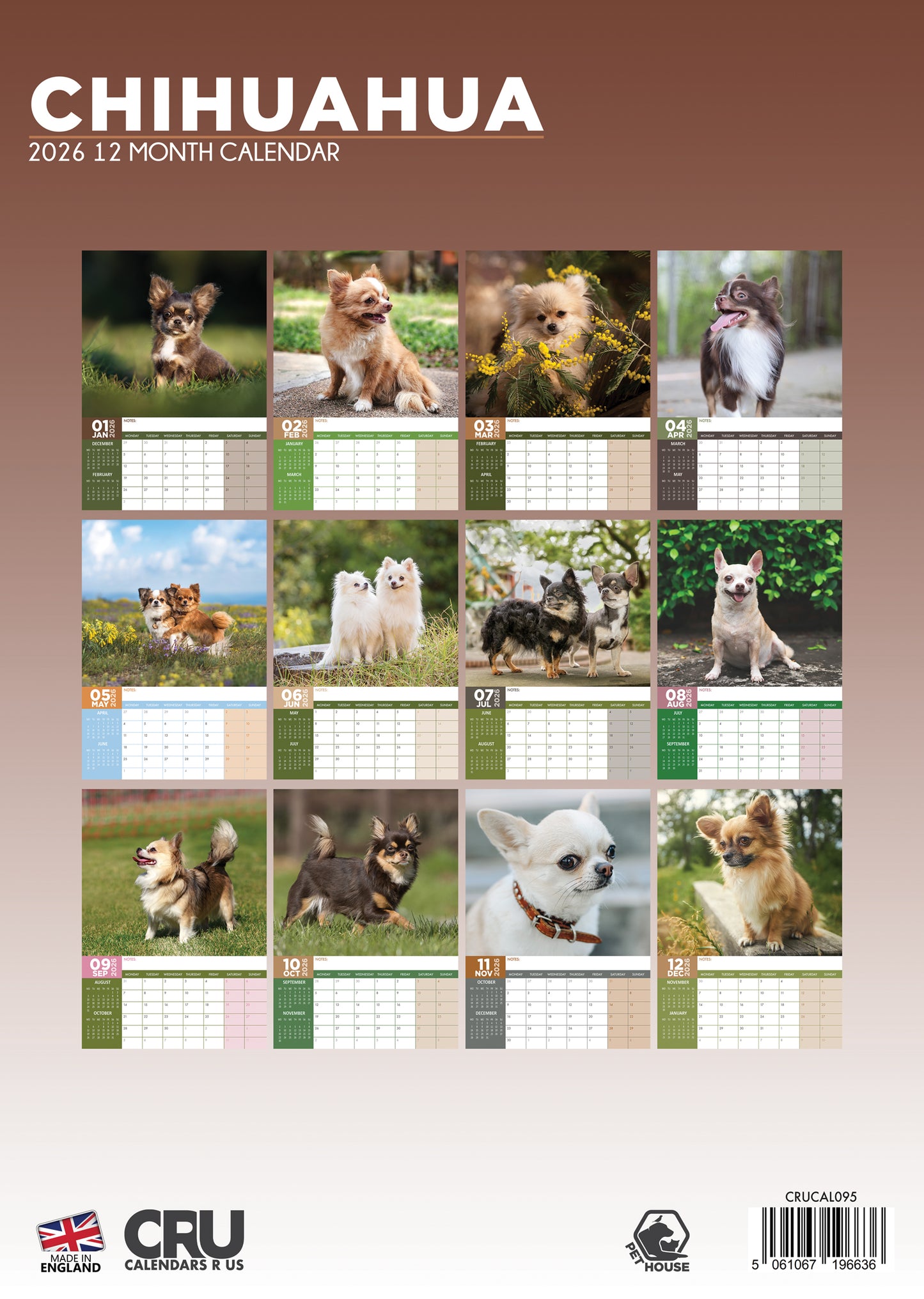 Chihuahua Calendar 2026 – Celebrate a Year with These Big-Personality Pups