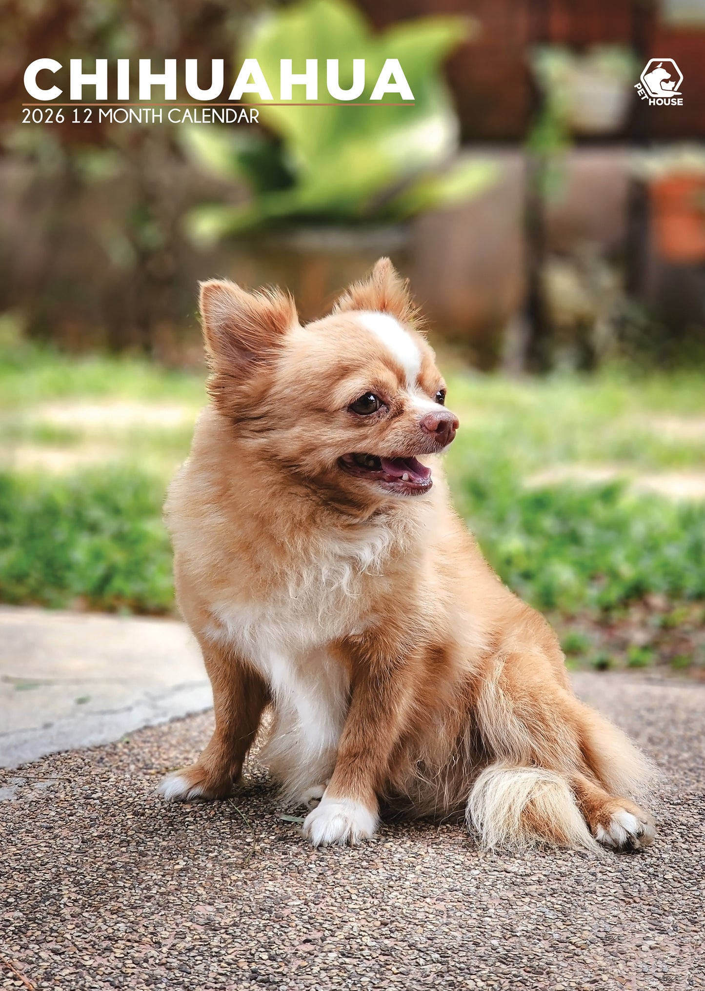 Chihuahua Calendar 2026 – Celebrate a Year with These Big-Personality Pups