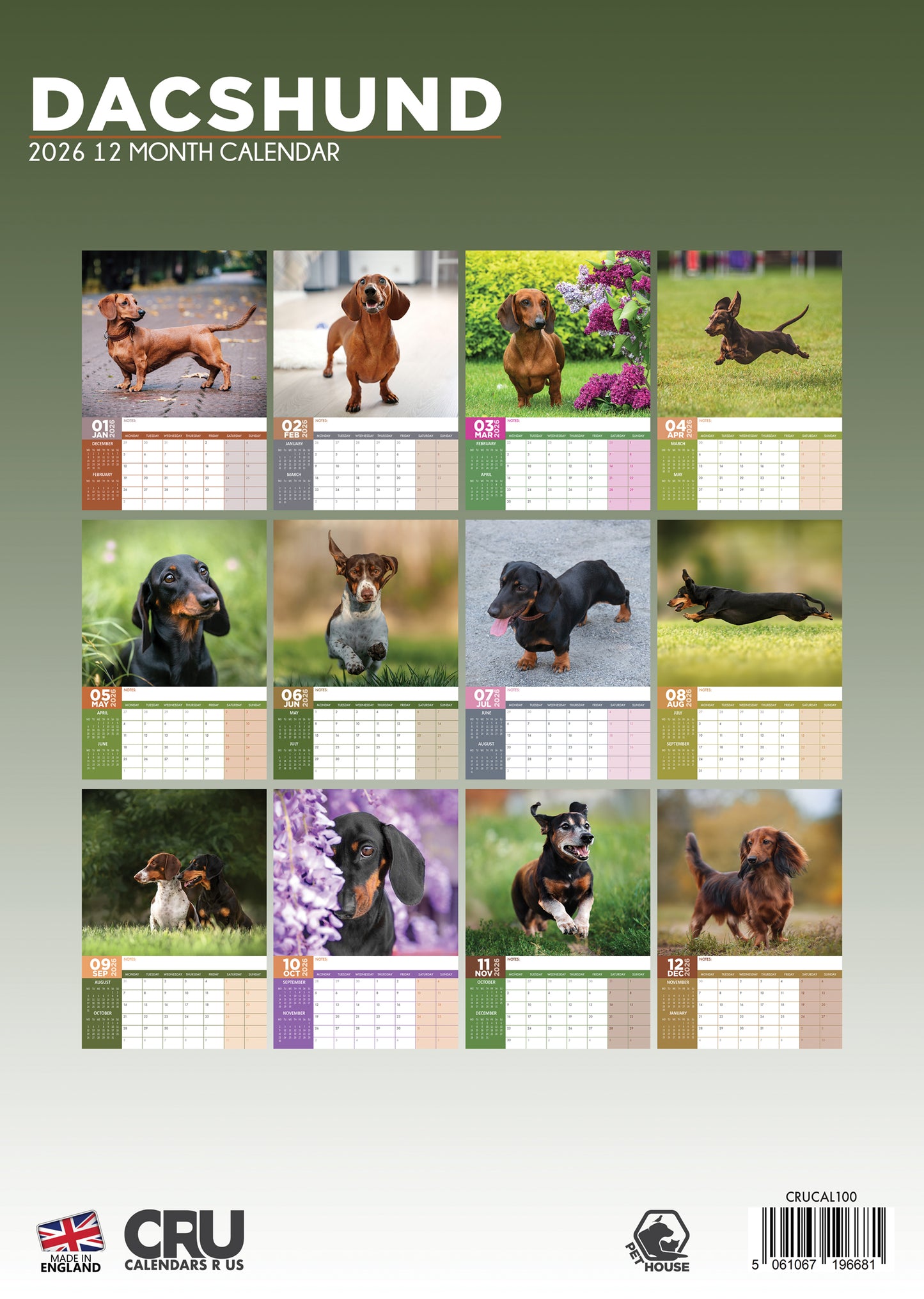 Dachshund Calendar 2026 – A Year of Long Dogs and Big Personality
