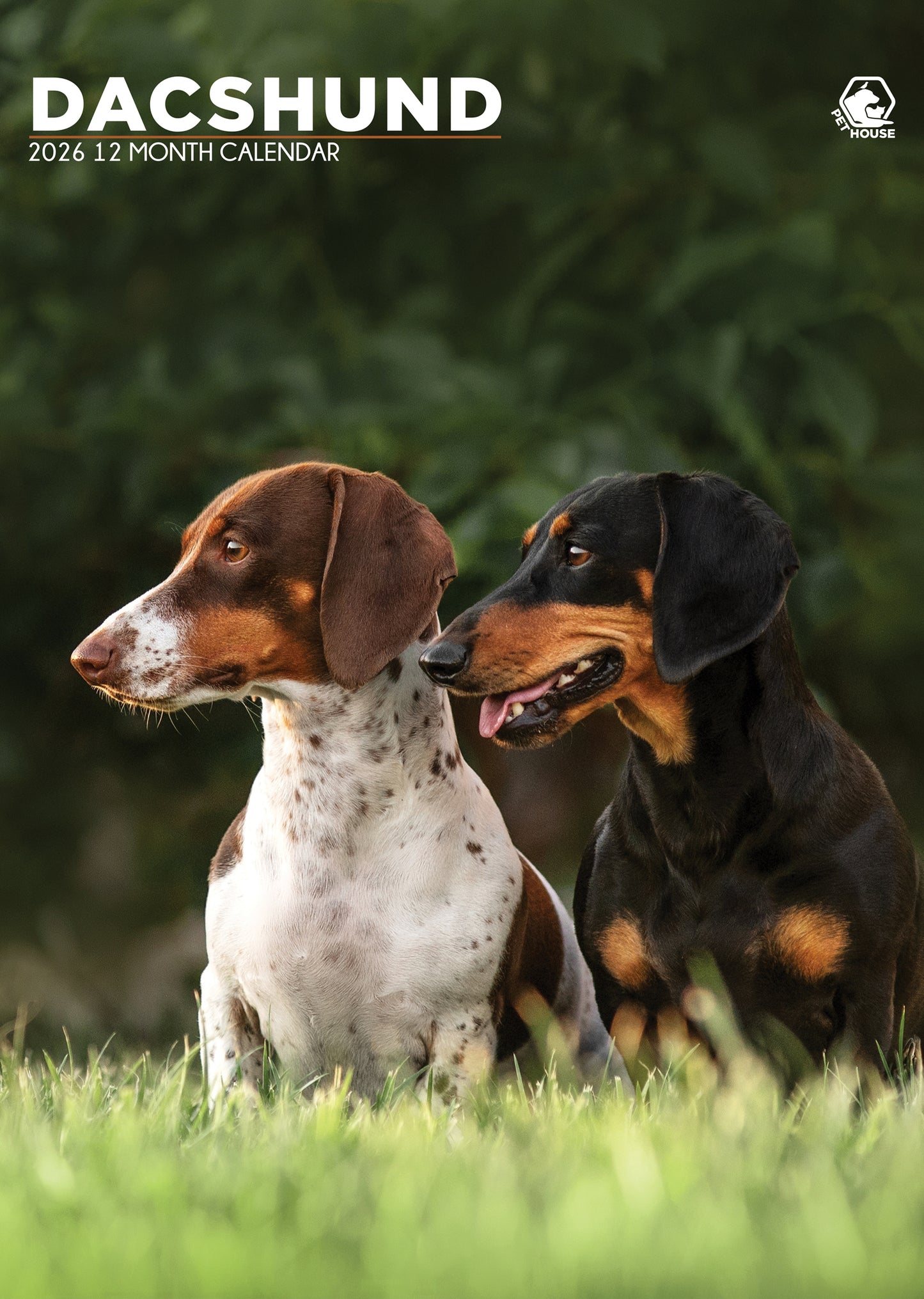 Dachshund Calendar 2026 – A Year of Long Dogs and Big Personality