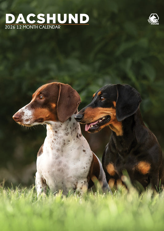 Dachshund Calendar 2026 – A Year of Long Dogs and Big Personality