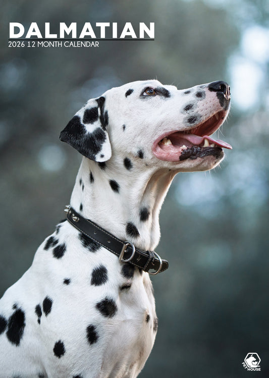 Dalmatian Calendar 2026 – A Spot-On Gift for Dog Lovers