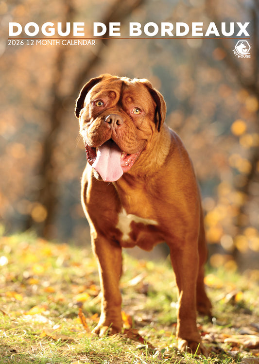 Dogue De Bordeaux Calendar 2026 – A Majestic Tribute to the Noble Breed