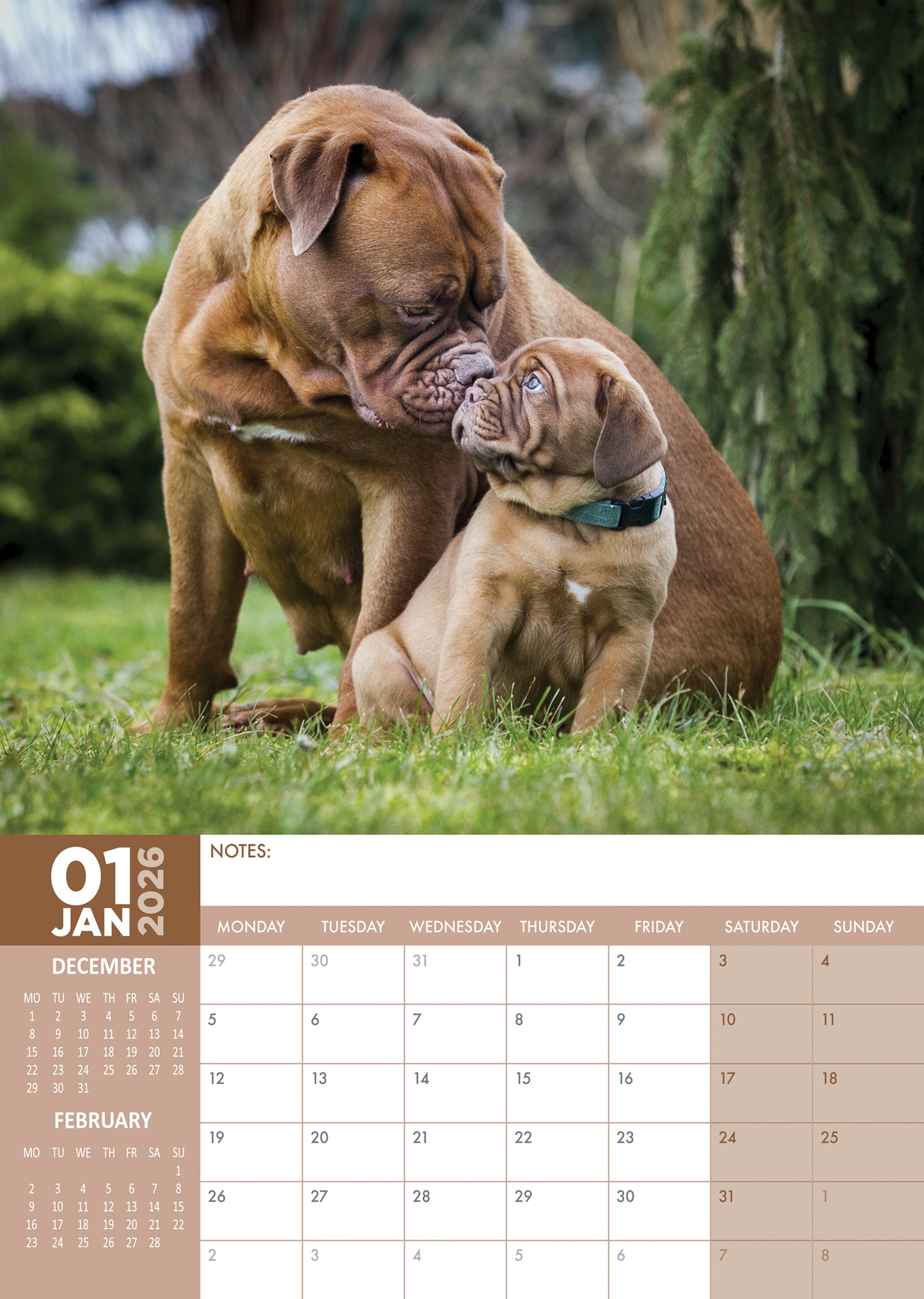 Dogue De Bordeaux Calendar 2026 – A Majestic Tribute to the Noble Breed