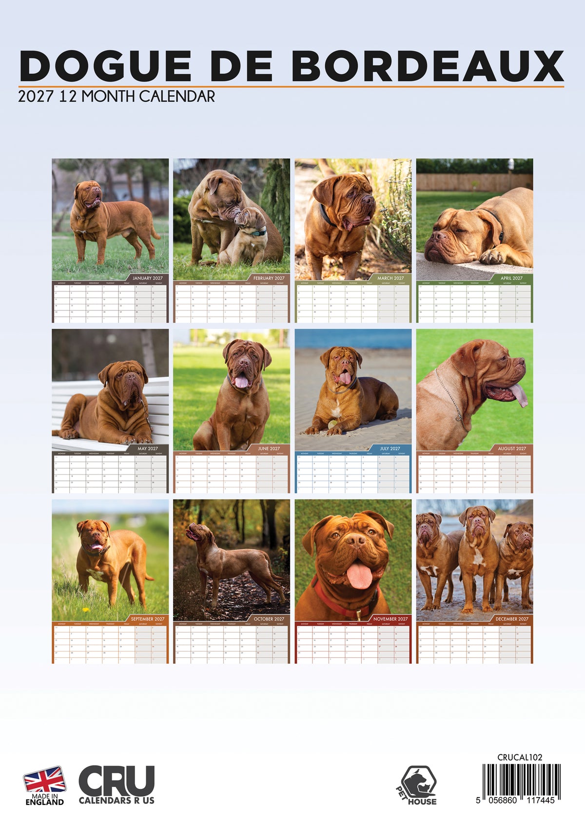 Dogue De Bordeaux Calendar 2027 – A Majestic Tribute to the Noble Breed