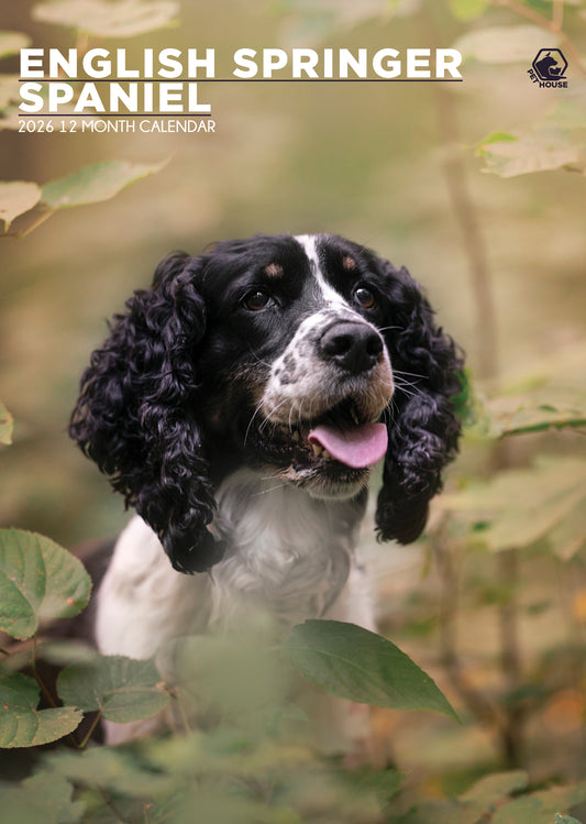 English Springer Spaniel Calendar 2026 – A Year of Charm and Boundless Energy