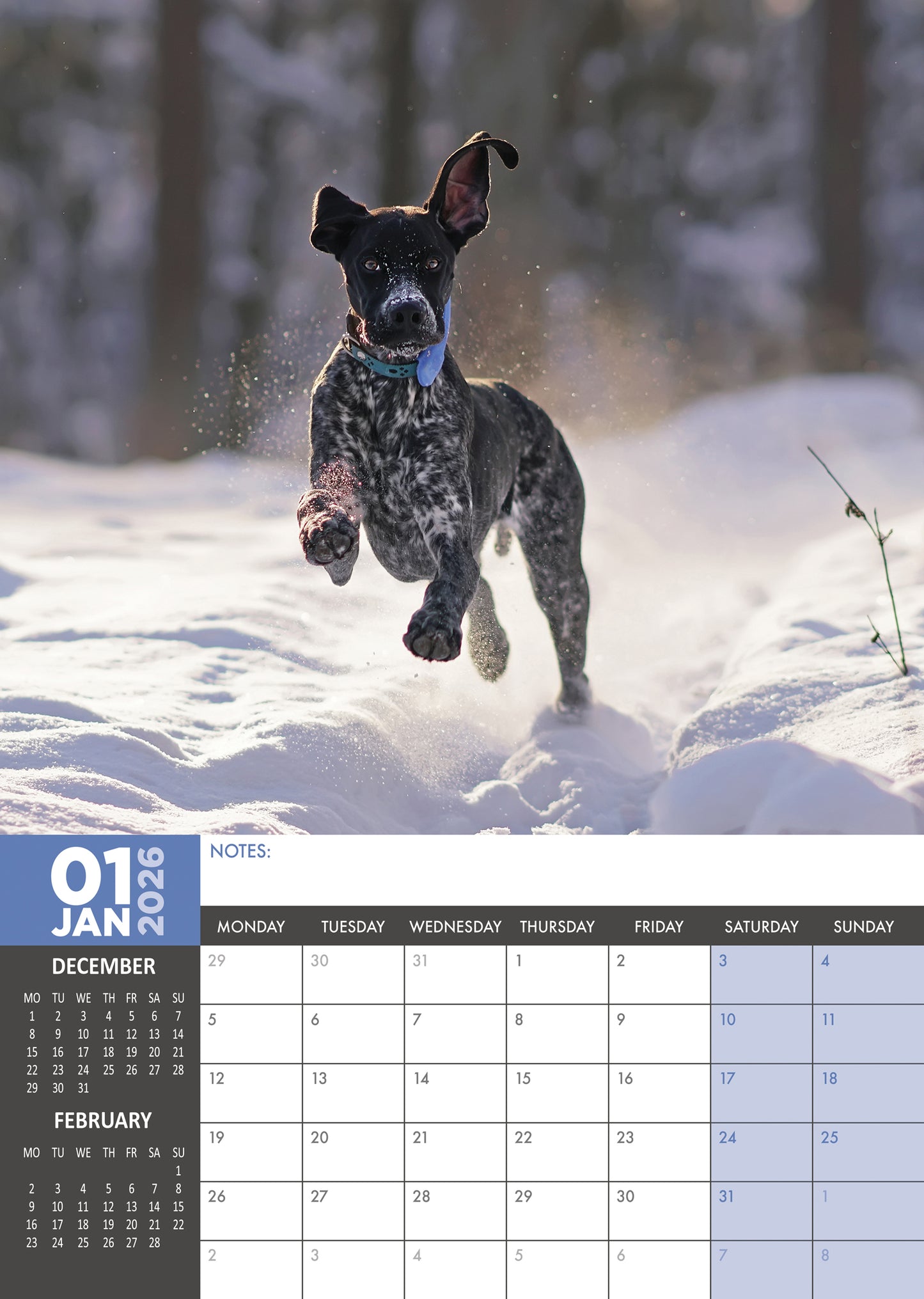 German Shorthaired Pointer Calendar 2026 – A Year of Energetic Elegance