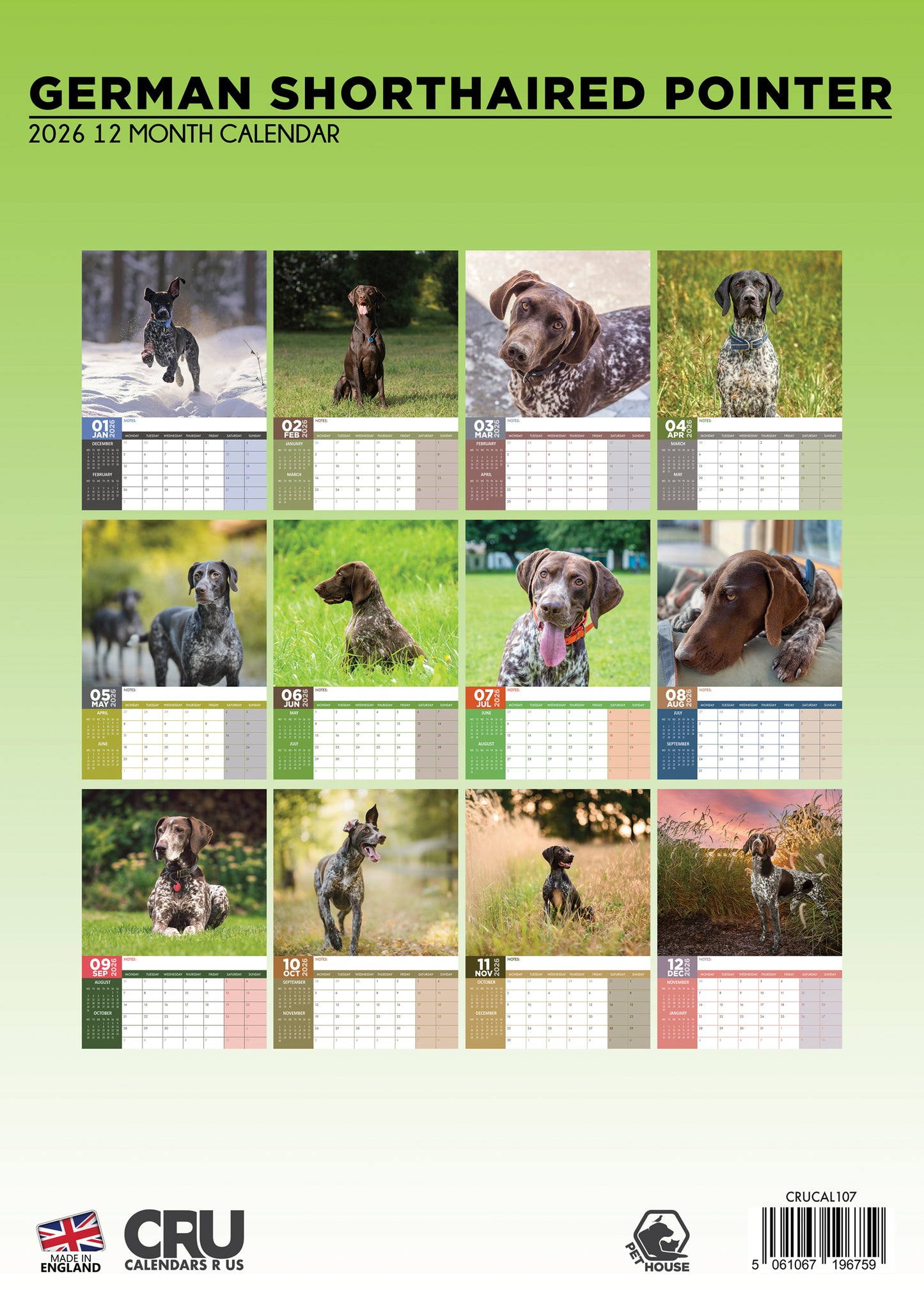 German Shorthaired Pointer Calendar 2026 – A Year of Energetic Elegance