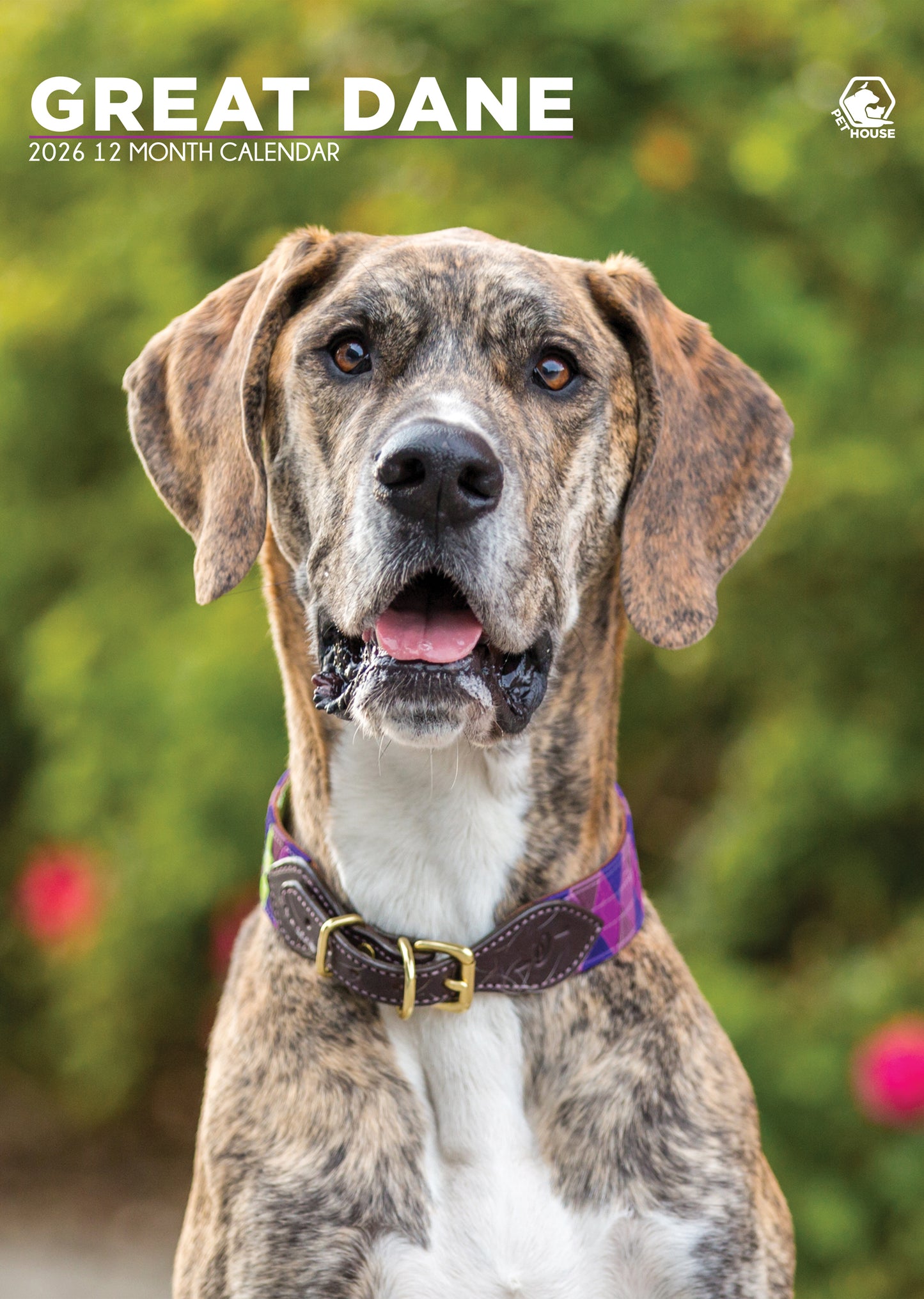 Great Dane Calendar 2026 – Celebrate the Gentle Giants of the Dog World
