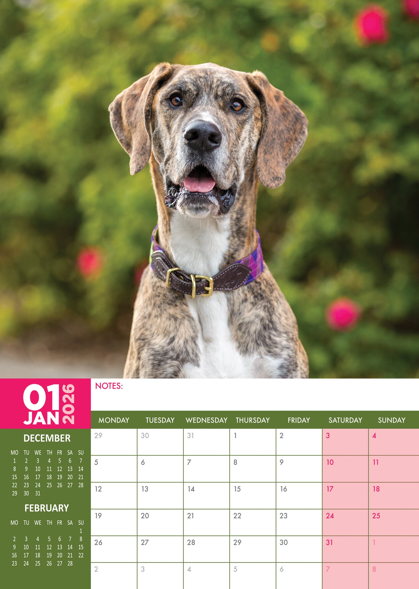 Great Dane Calendar 2026 – Celebrate the Gentle Giants of the Dog World