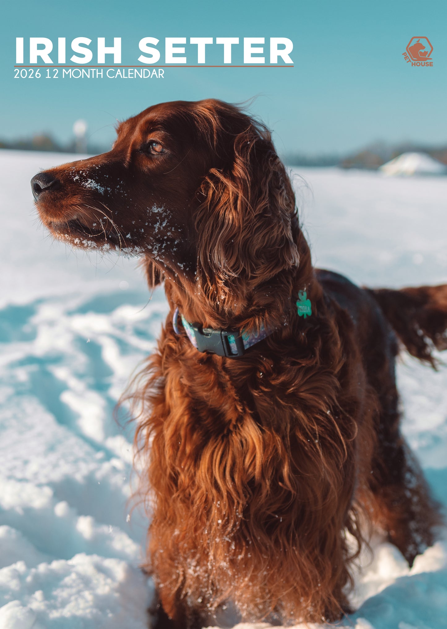 Irish Setter Calendar 2026 – A Year of Grace, Charm, and Fiery Red Elegance