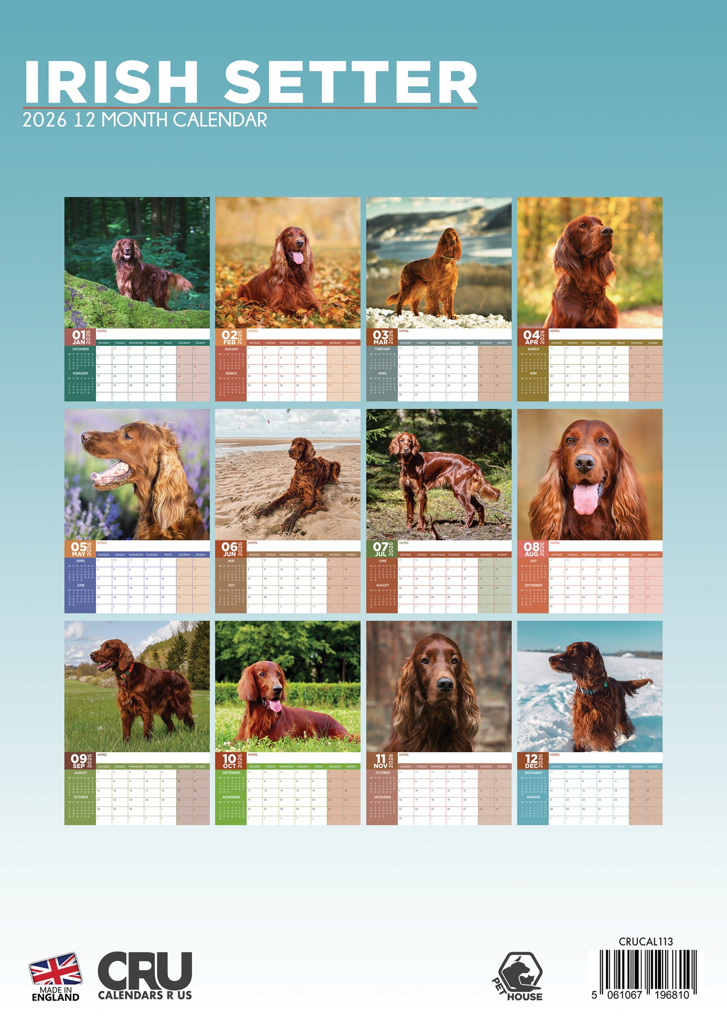 Irish Setter Calendar 2026 – A Year of Grace, Charm, and Fiery Red Elegance