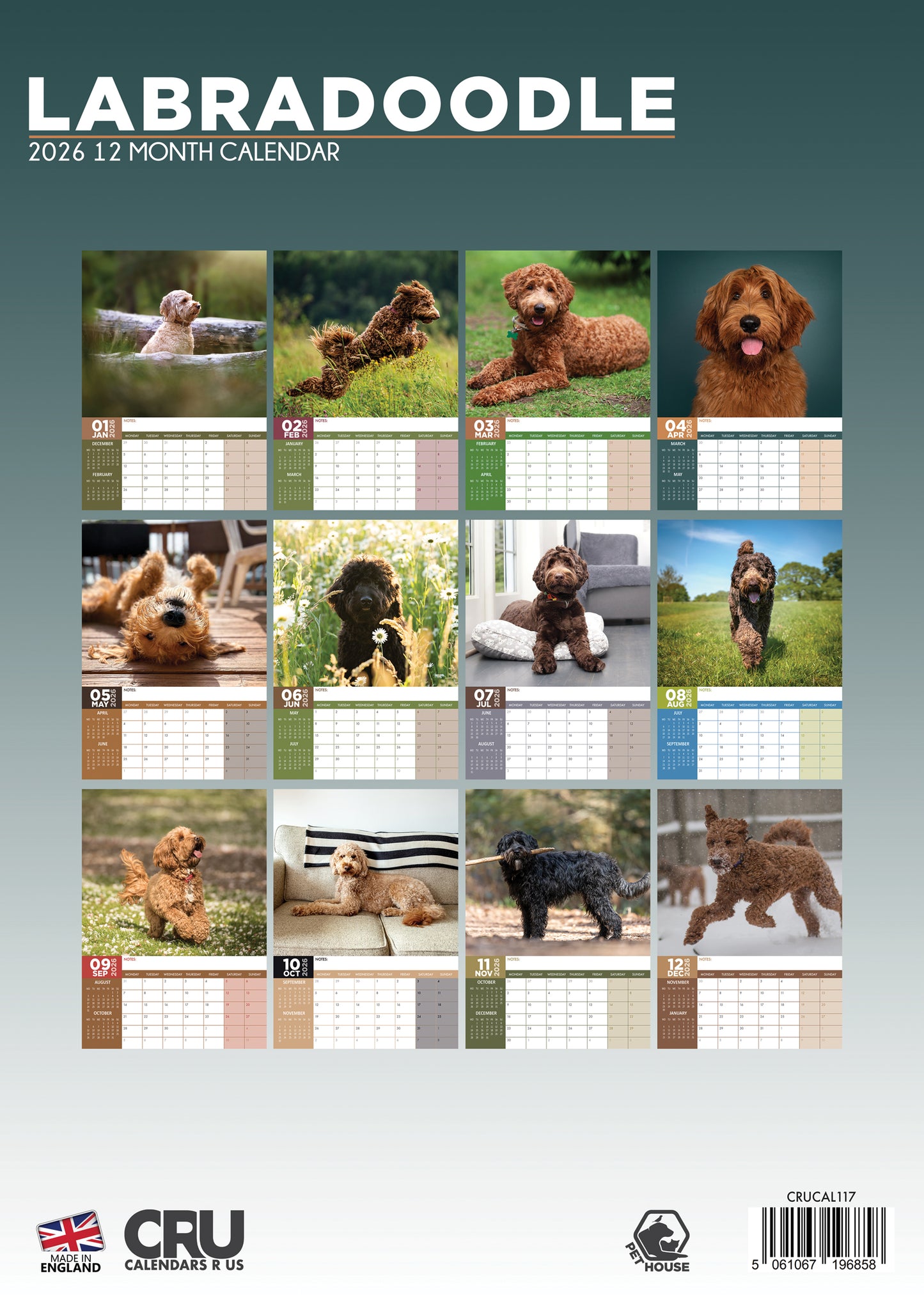 Labradoodle Calendar 2026 – A Year of Adorable Labradoodles
