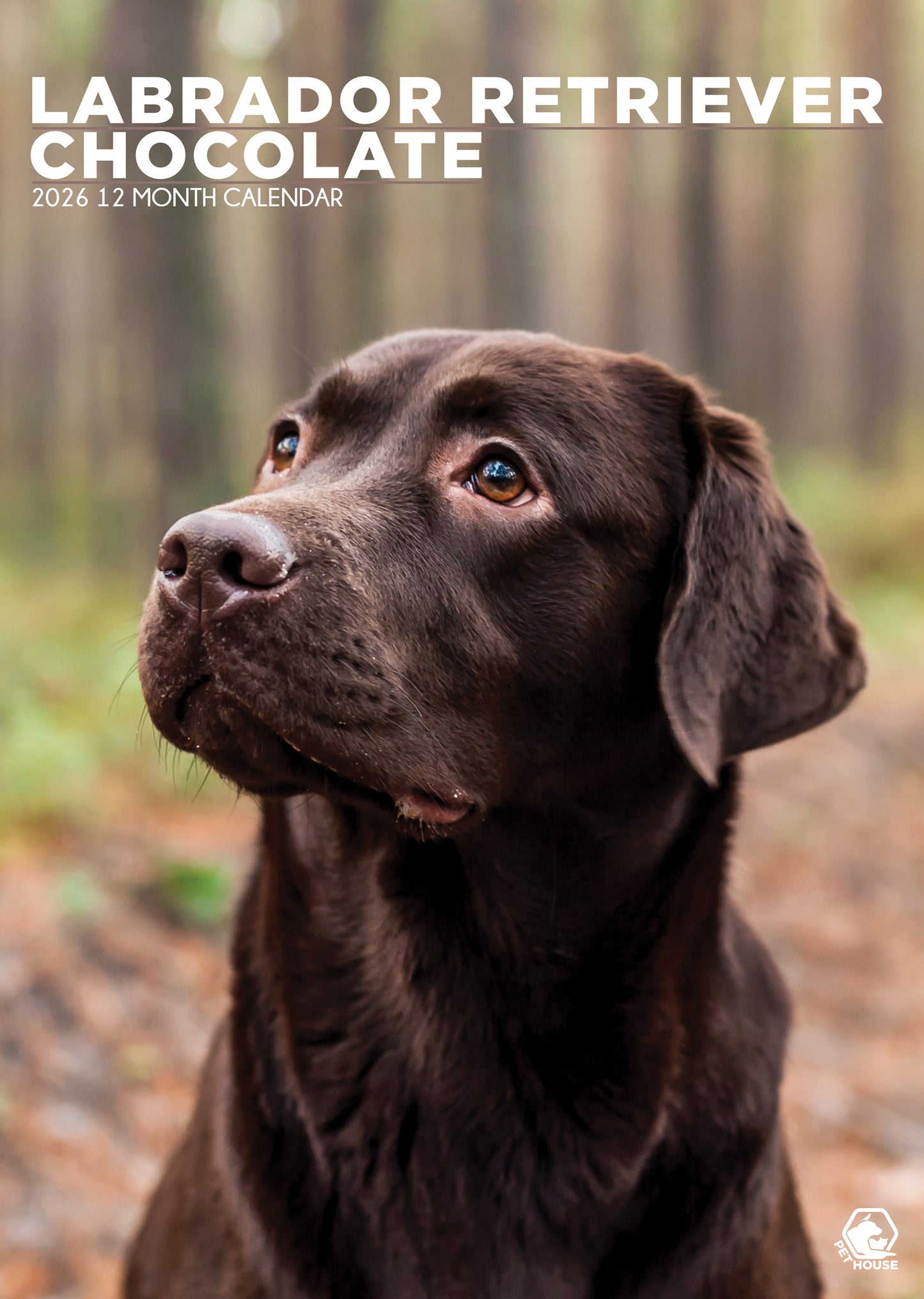 Labrador Retriever Chocolate Calendar 2026 – Celebrate the Charm of Chocolate Labradors
