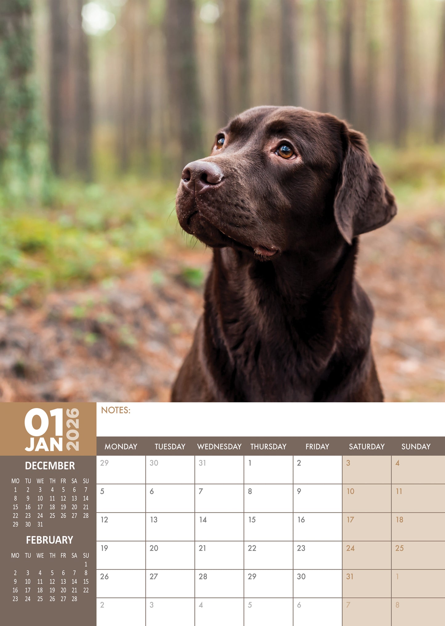 Labrador Retriever Chocolate Calendar 2026 – Celebrate the Charm of Chocolate Labradors