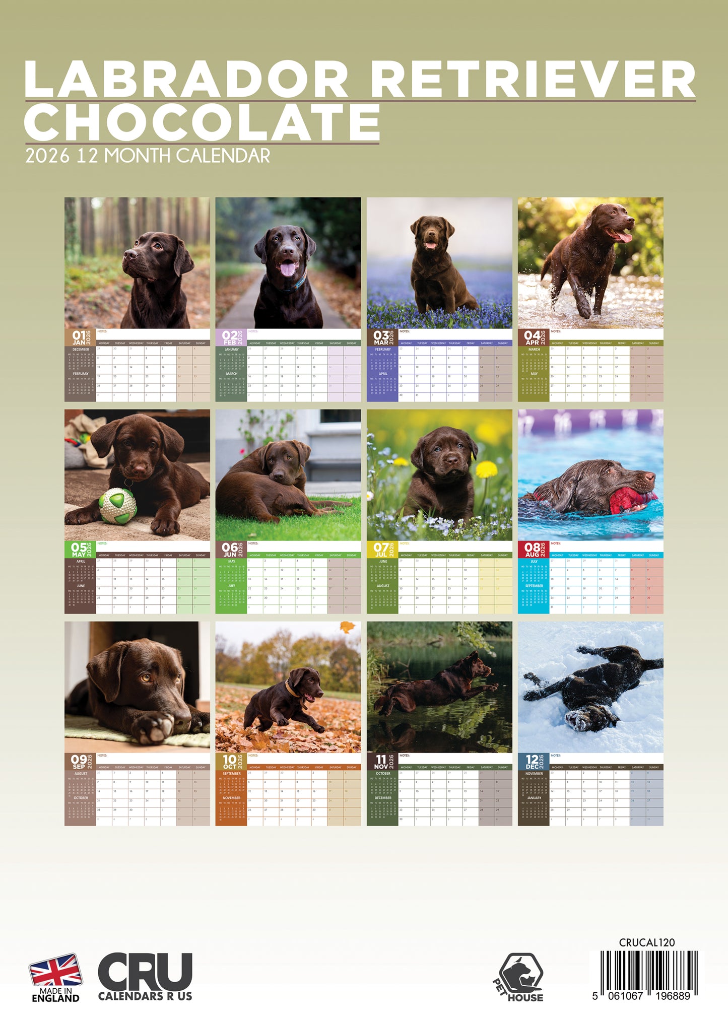 Labrador Retriever Chocolate Calendar 2026 – Celebrate the Charm of Chocolate Labradors