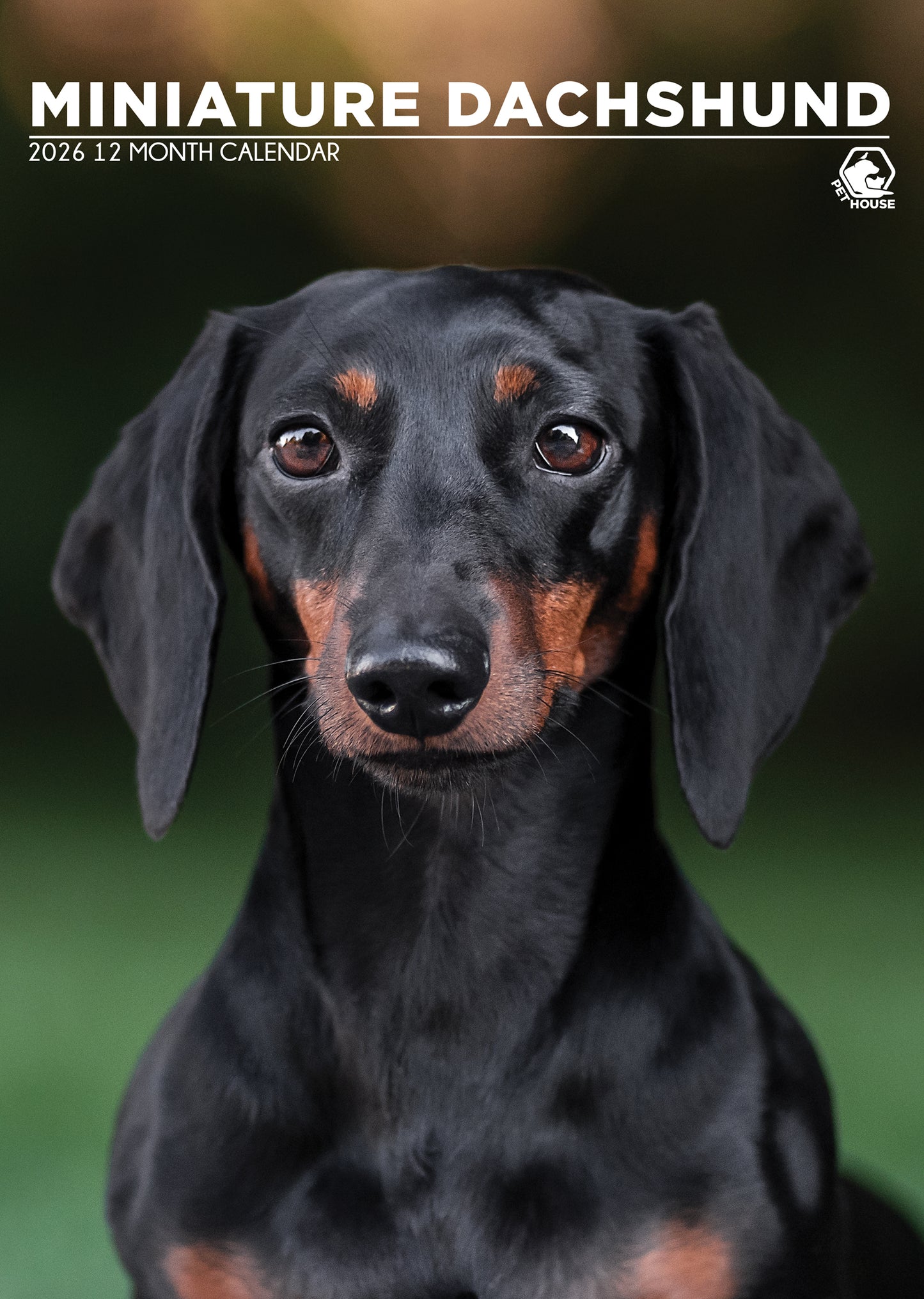 Miniature Dachshund Calendar 2026 – A Year of Dashing Charm