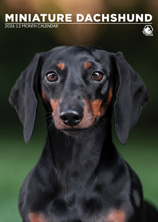 Miniature Dachshund Calendar 2026 – A Year of Dashing Charm