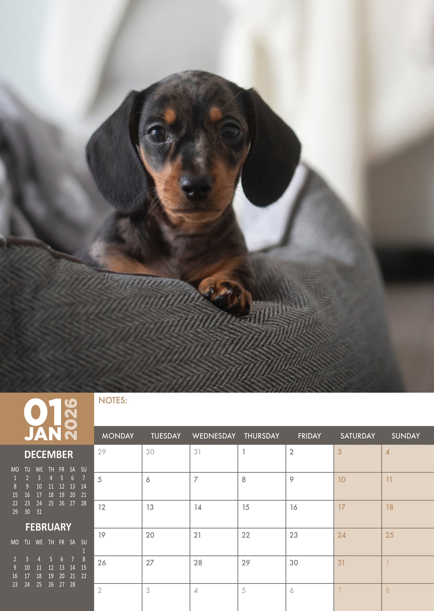 Miniature Dachshund Calendar 2026 – A Year of Dashing Charm
