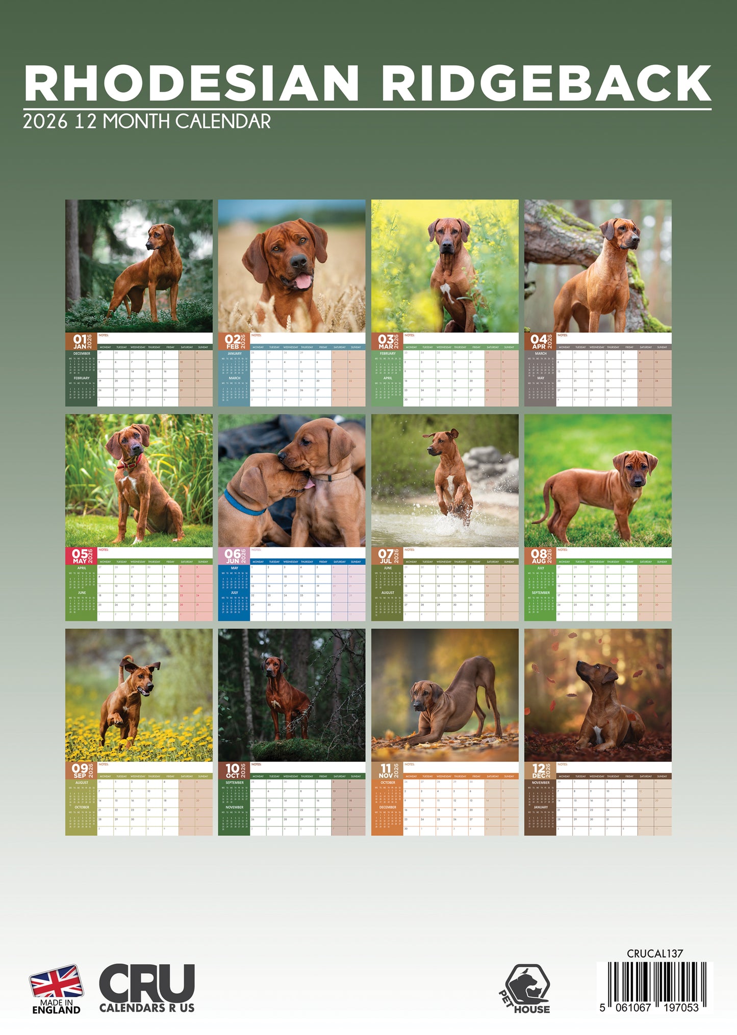 Rhodesian Ridgeback Calendar 2026 – Celebrate the Majestic and Noble Breed