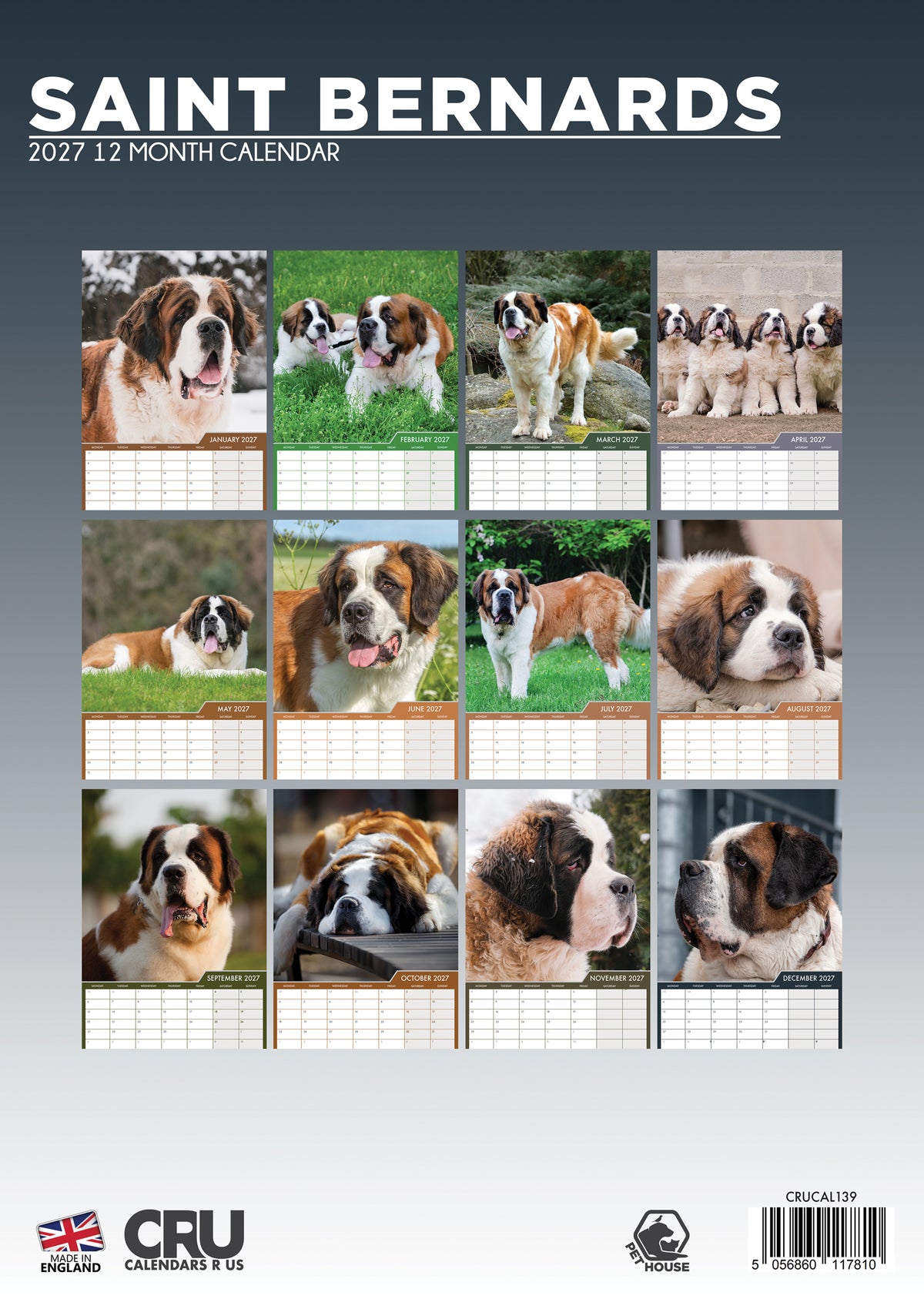 Saint Bernard Calendar 2027 – Celebrate the Majestic and Gentle Giant