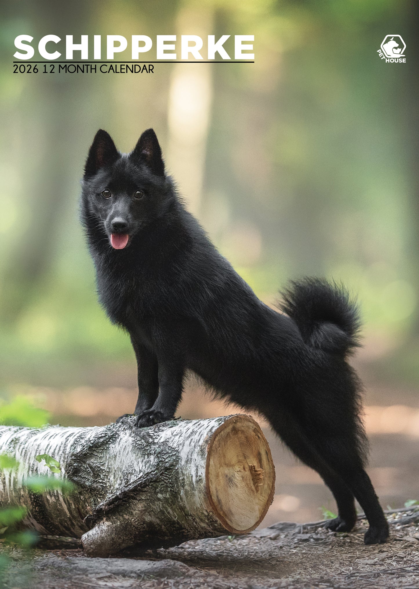Schipperke Calendar 2026 – Celebrate the Spunky Spirit of the Little Black Devil
