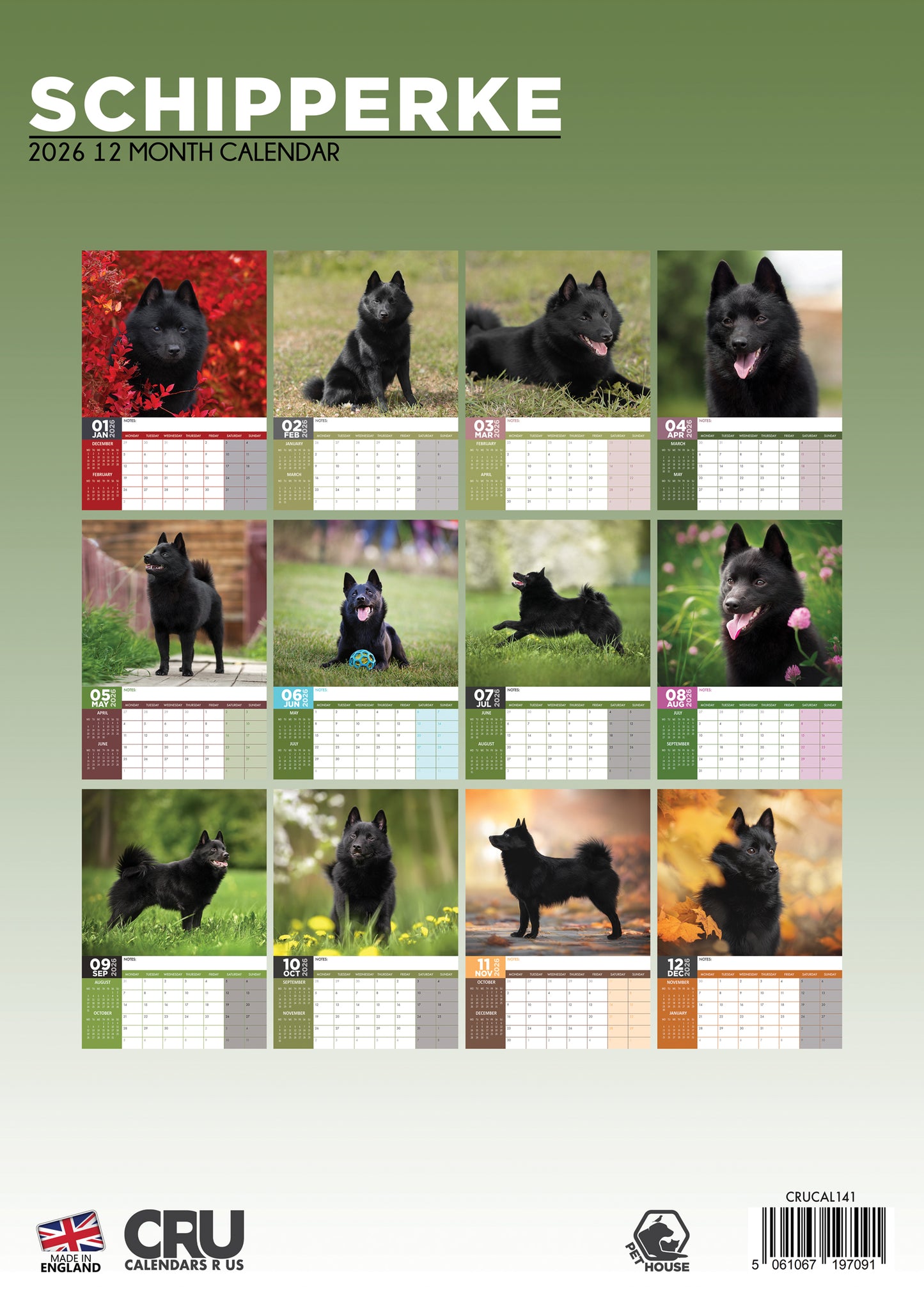 Schipperke Calendar 2026 – Celebrate the Spunky Spirit of the Little Black Devil