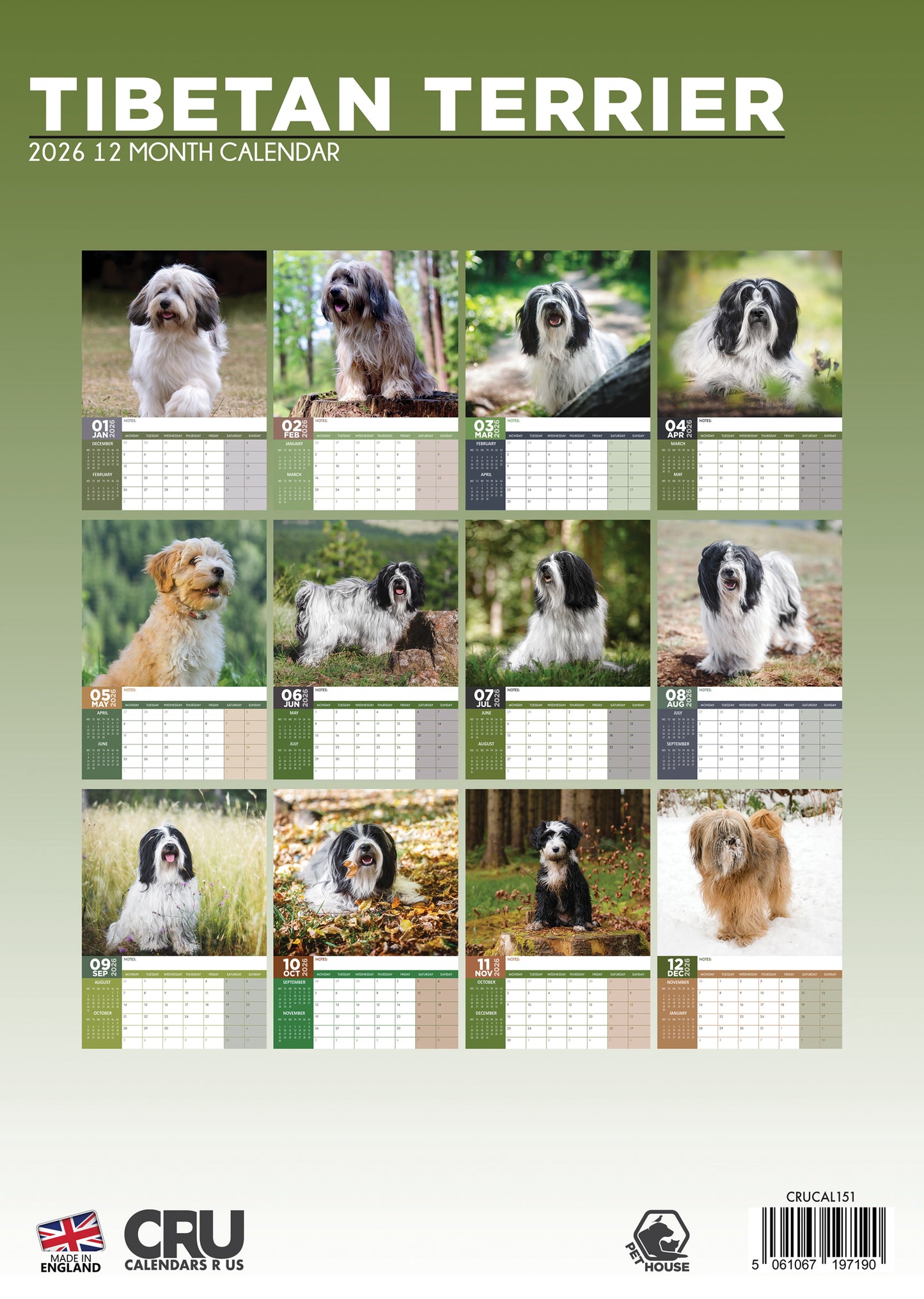 Tibetan Terrier Calendar 2026 – A Year of Fluffy Charm and Loyal Companionship