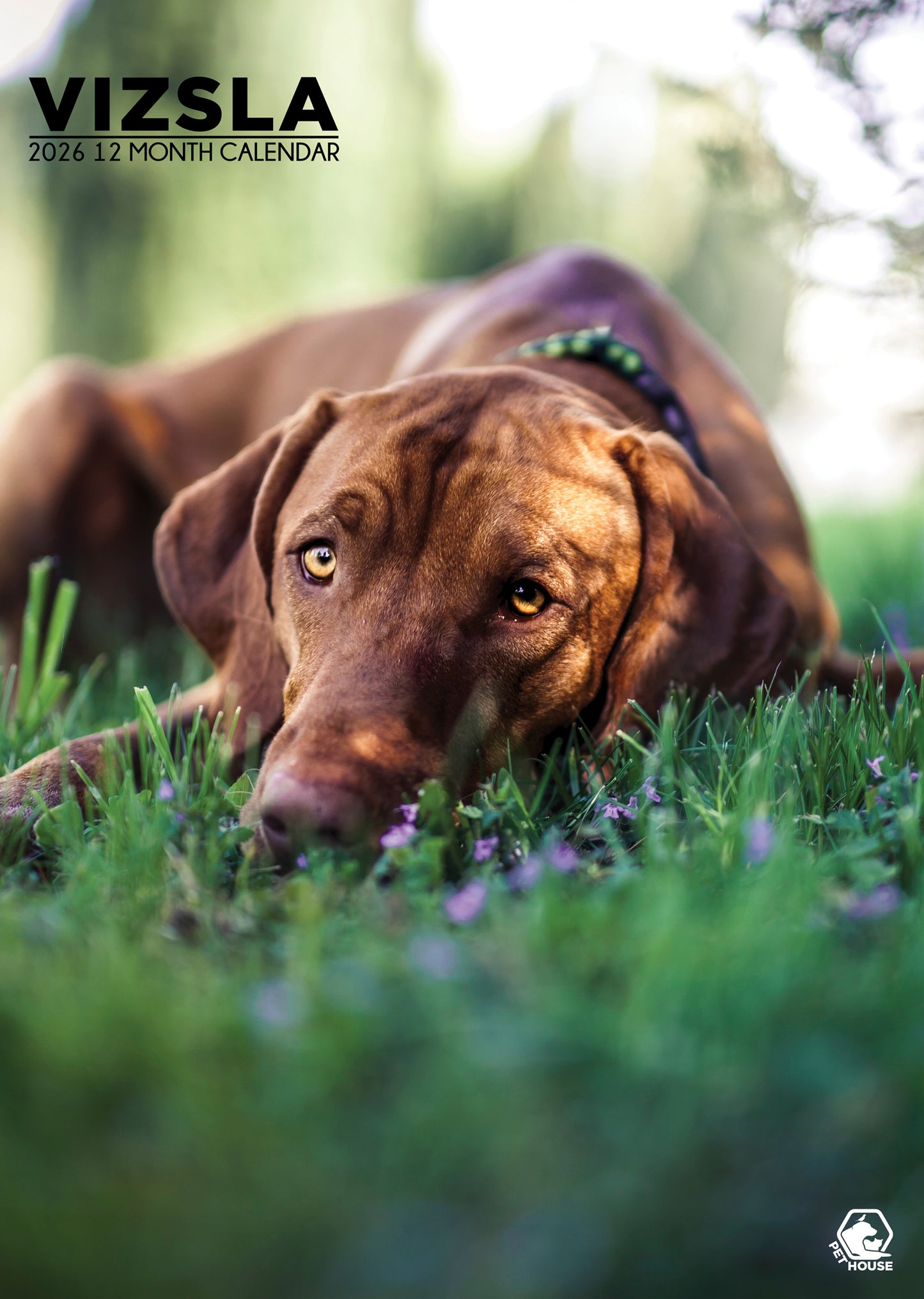 Vizsla Calendar 2026 – A Year of Grace, Loyalty, and Athletic Beauty