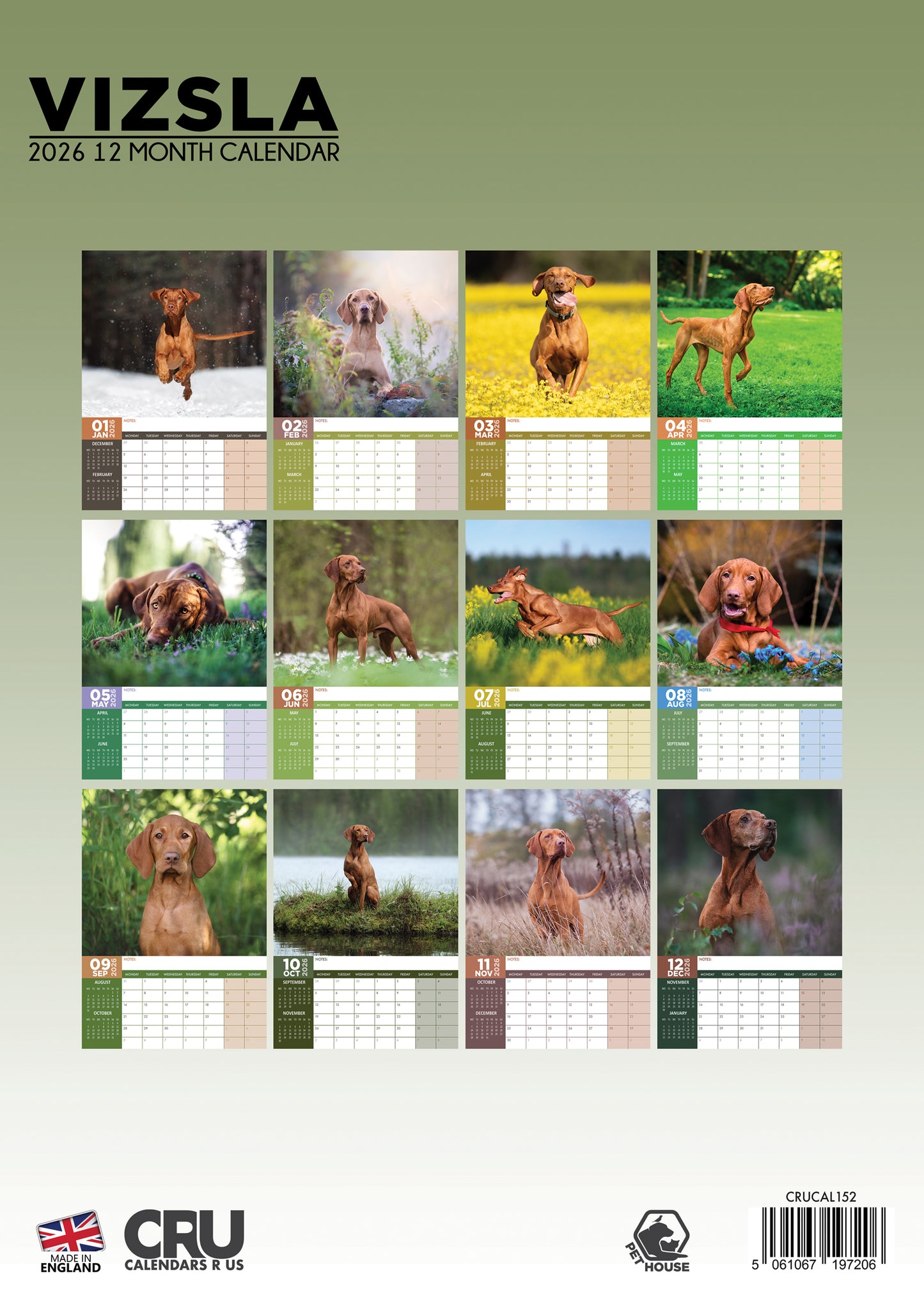 Vizsla Calendar 2026 – A Year of Grace, Loyalty, and Athletic Beauty