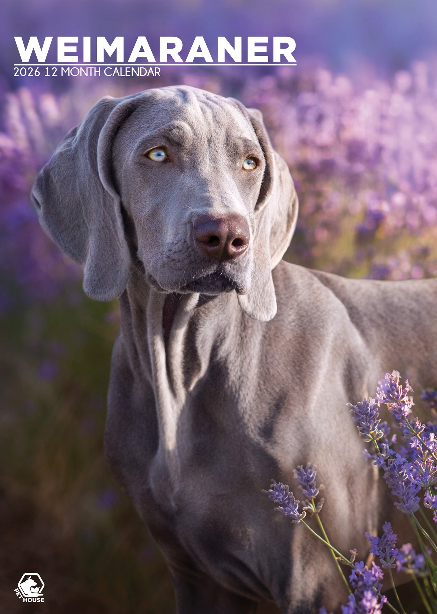 Weimaraner Calendar 2026 – Celebrate the Elegance of the Silver Ghost