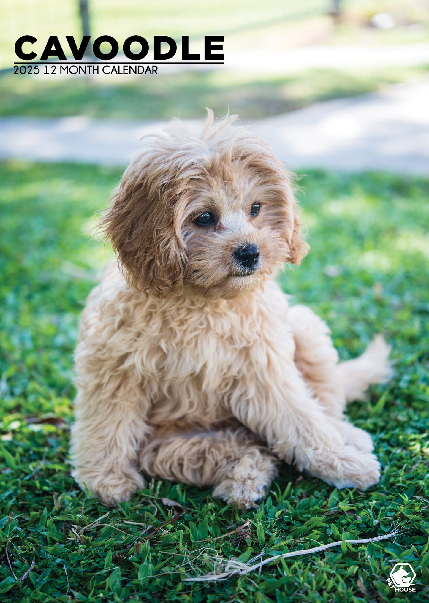 Cavoodle Calendar 2026
