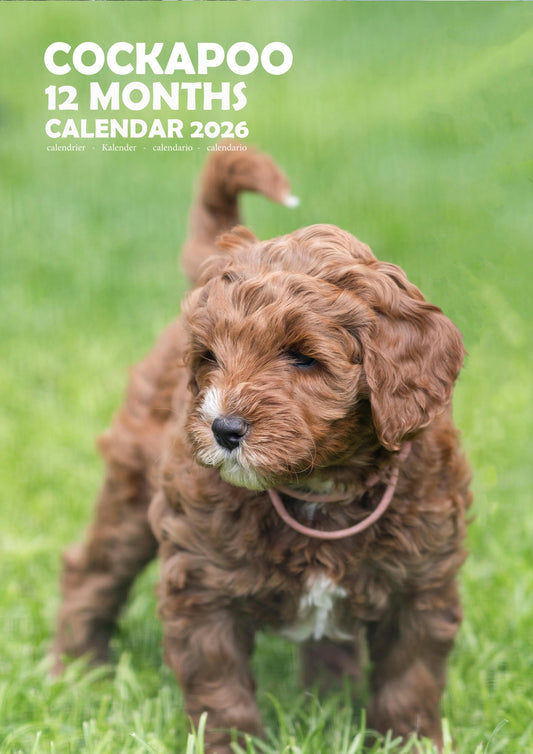 Cockapoo Dog Calendar 2026 – M-PRA Range