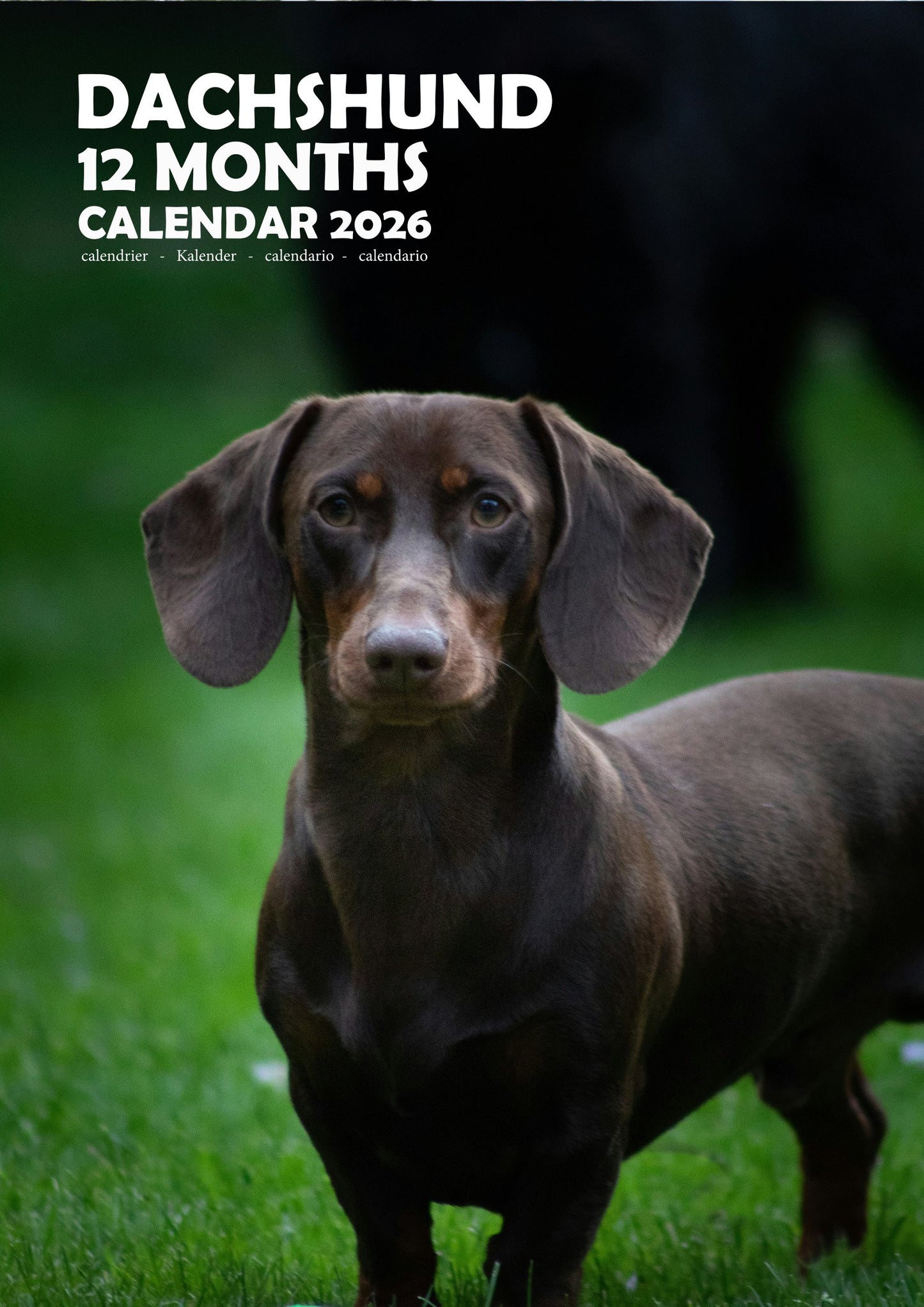 Dachshund Dog Calendar 2026 – M-PRA Range