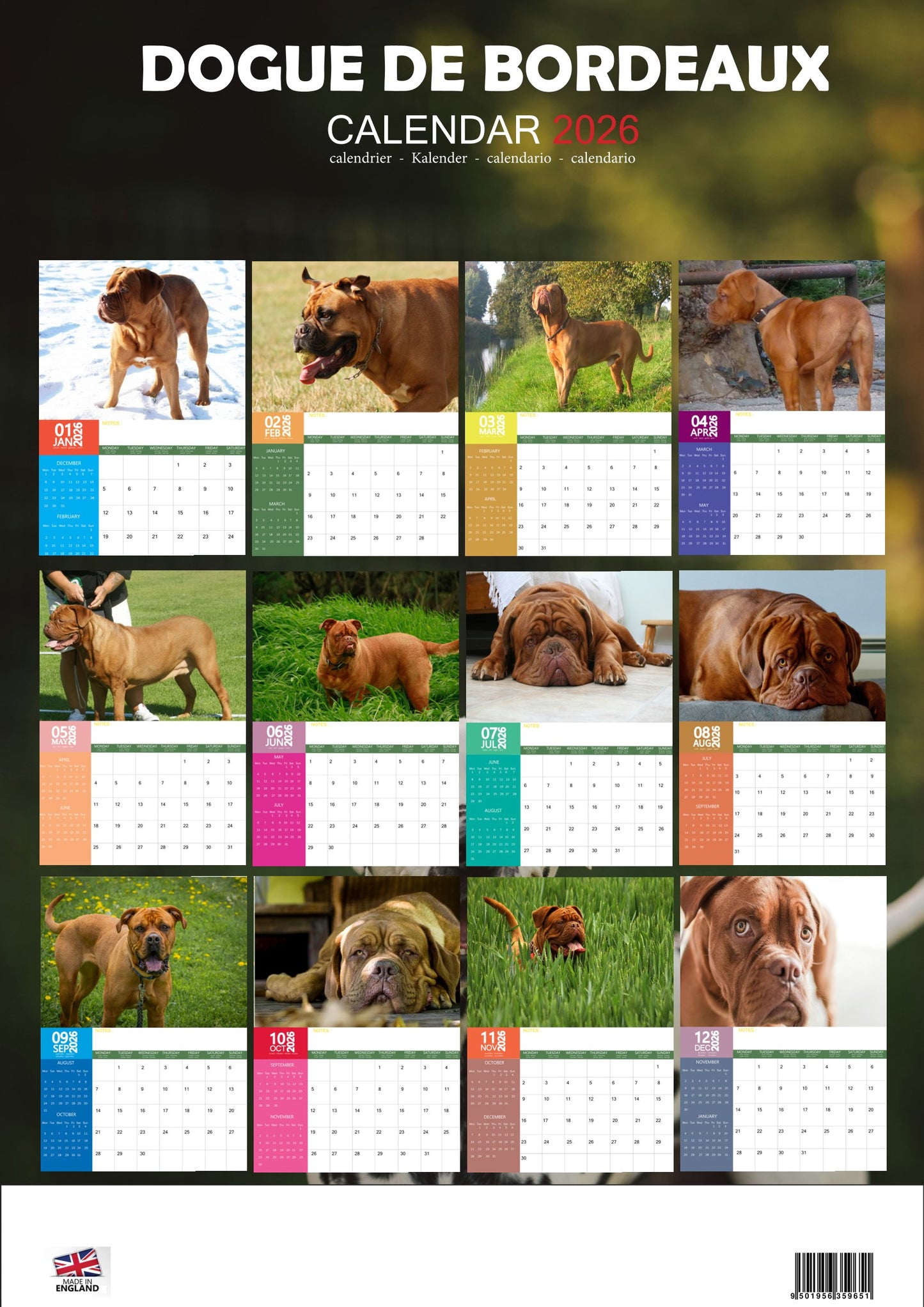Dogue De Bordeaux Dog Calendar 2026 – M-PRA Range