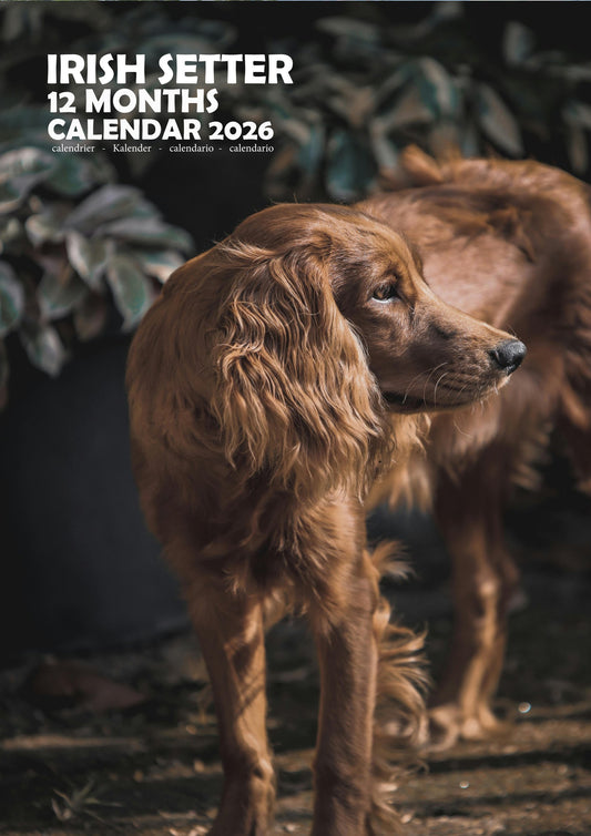 Irish Setter Dog Calendar 2026 – M-PRA Range