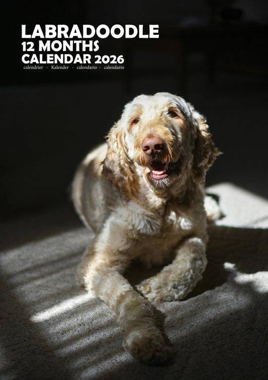 Labradoodle Dog Calendar 2026 – M-PRA Range