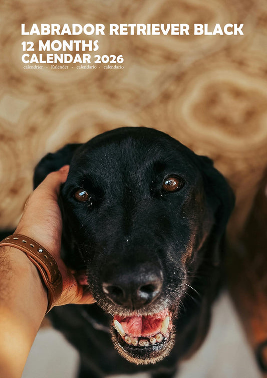 Labrador Retriever Black Dog Calendar 2026 – M-PRA Range