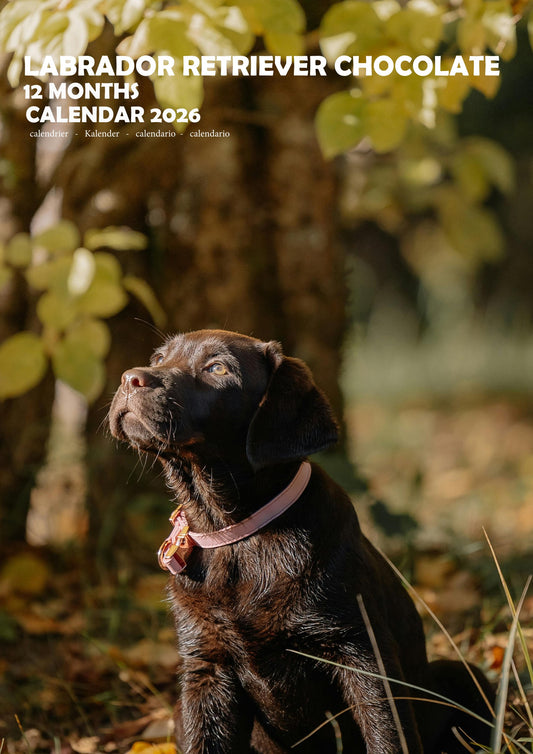Labrador Retriever Chocolate Dog Calendar 2026 – M-PRA Range