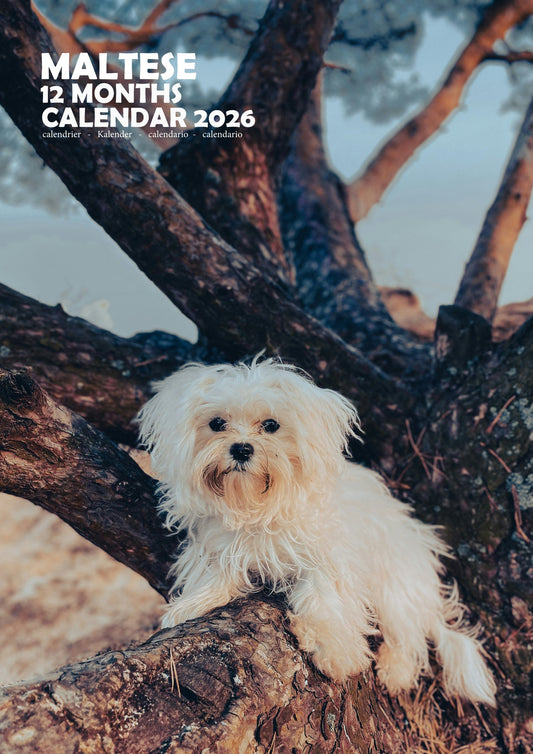 Maltese Dog Calendar 2026 – M-PRA Range