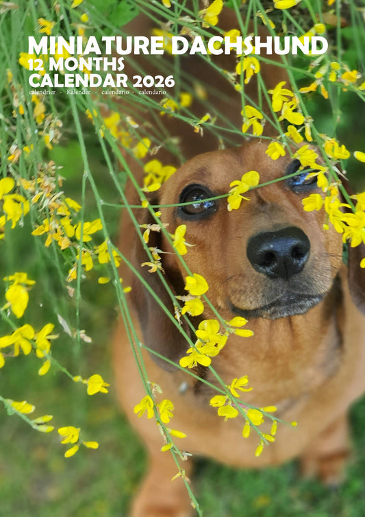 Miniature Dachshund Dog Calendar 2026 – M-PRA Range