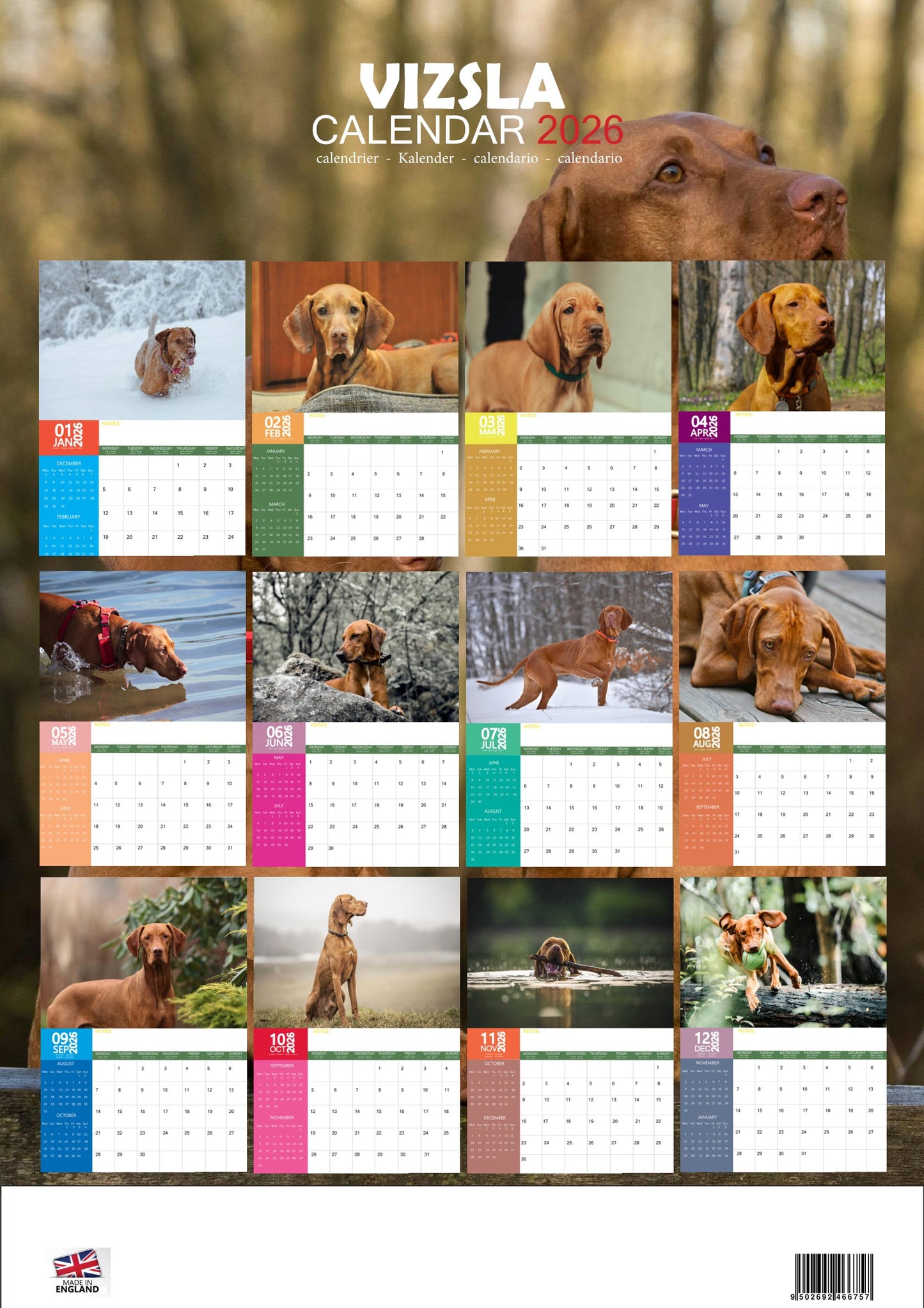 Vizsla Dog Calendar 2026 – M-PRA Range