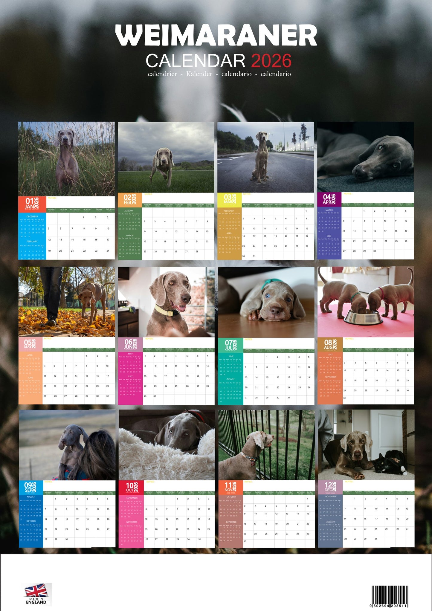 Weimaraner Dog Calendar 2026 – M-PRA Range
